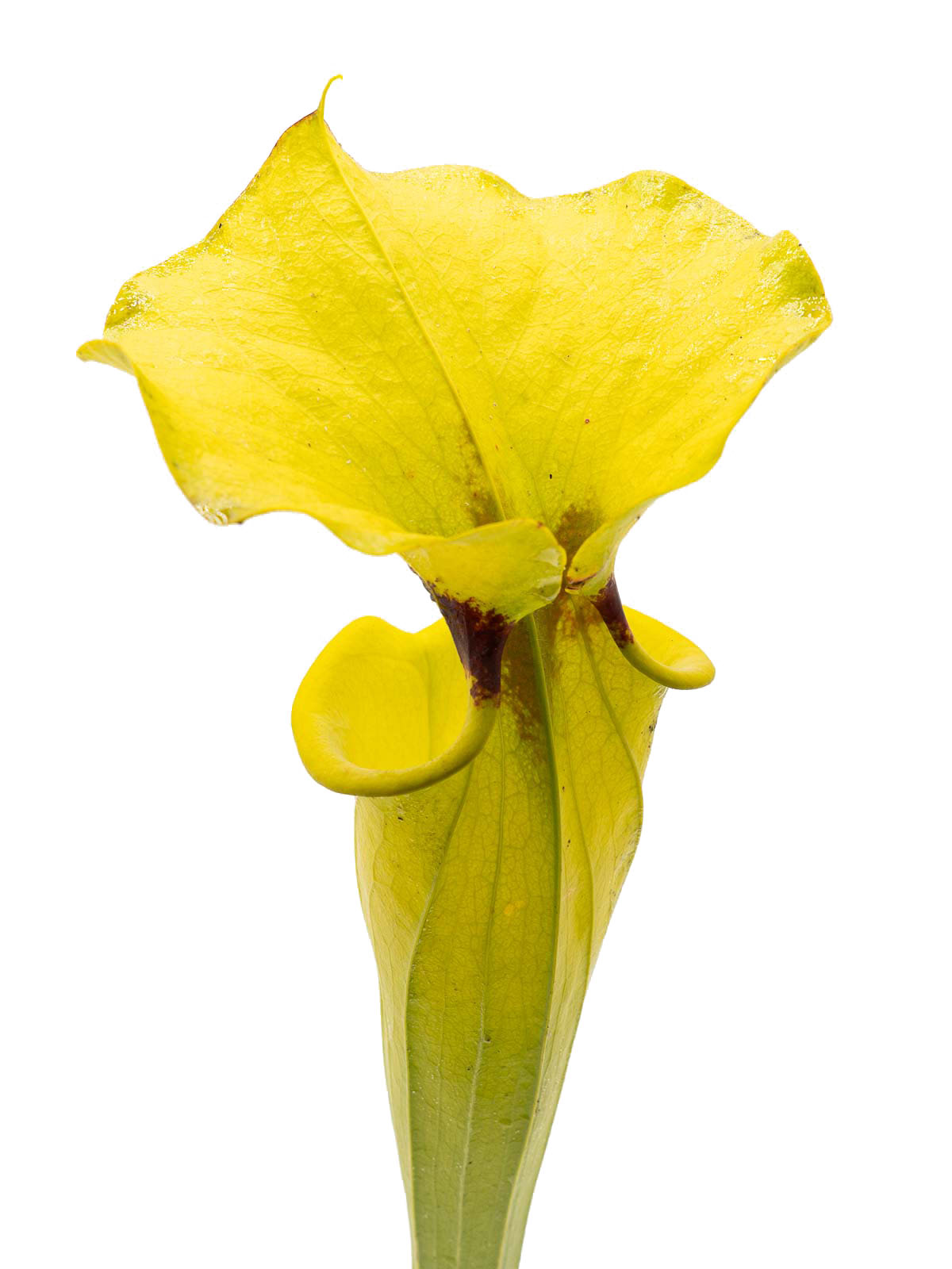 Sarracenia flava var. rugelii - MK F14B, Giant form, Sumatra, Apalachicola National Forest, Liberty County, Florida