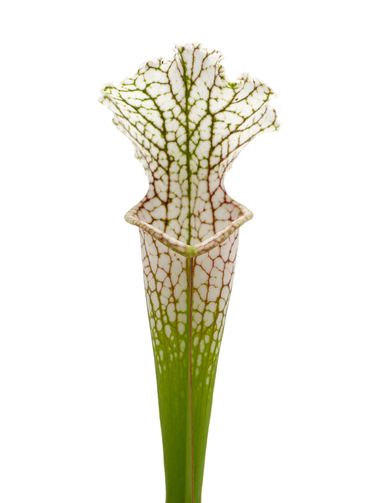 Sarracenia leucophylla 2vv x (leucophylla x oreophila) - Clone B2, Mirek Srba