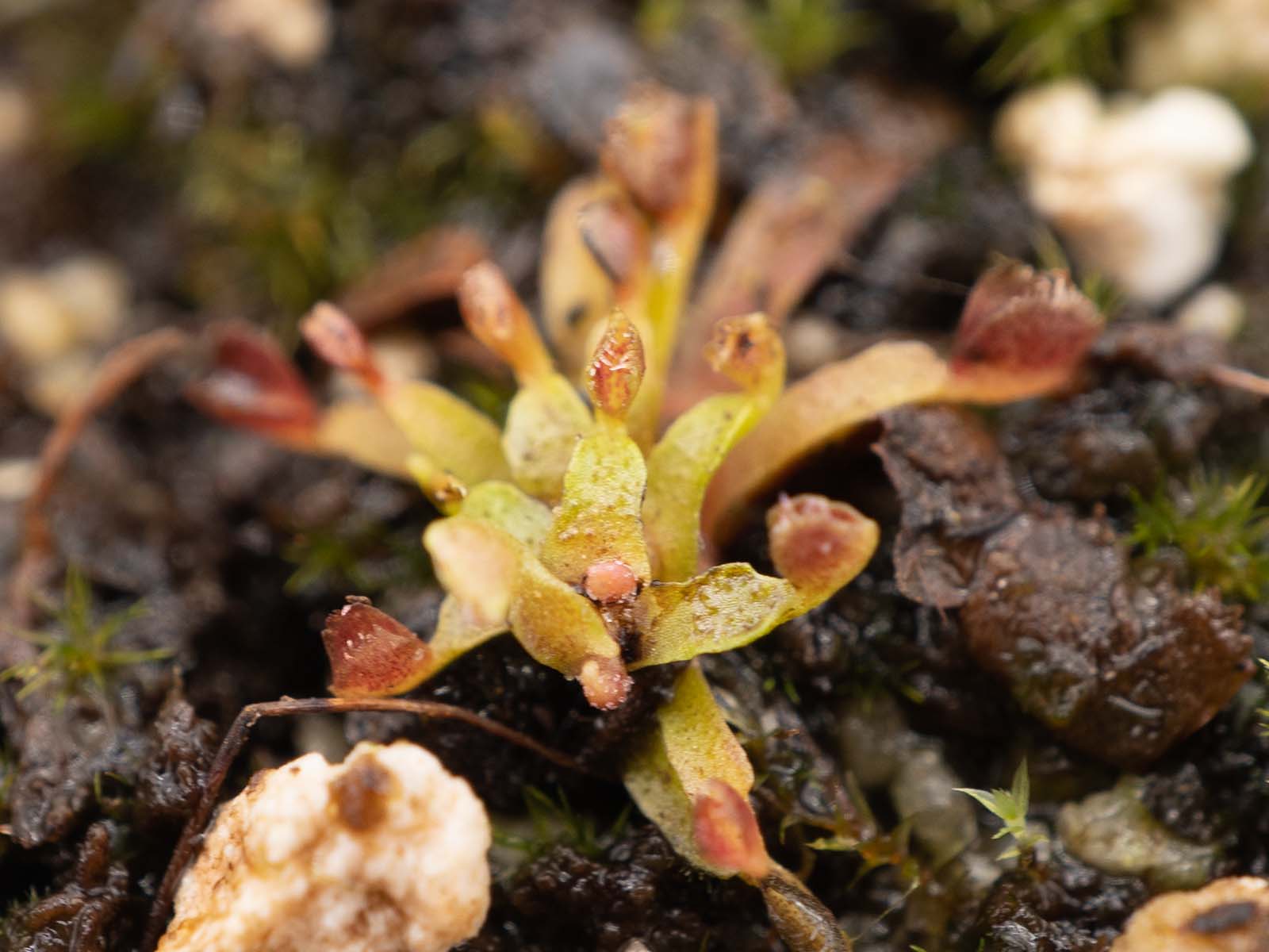 Dionaea muscipula - Minutissimum