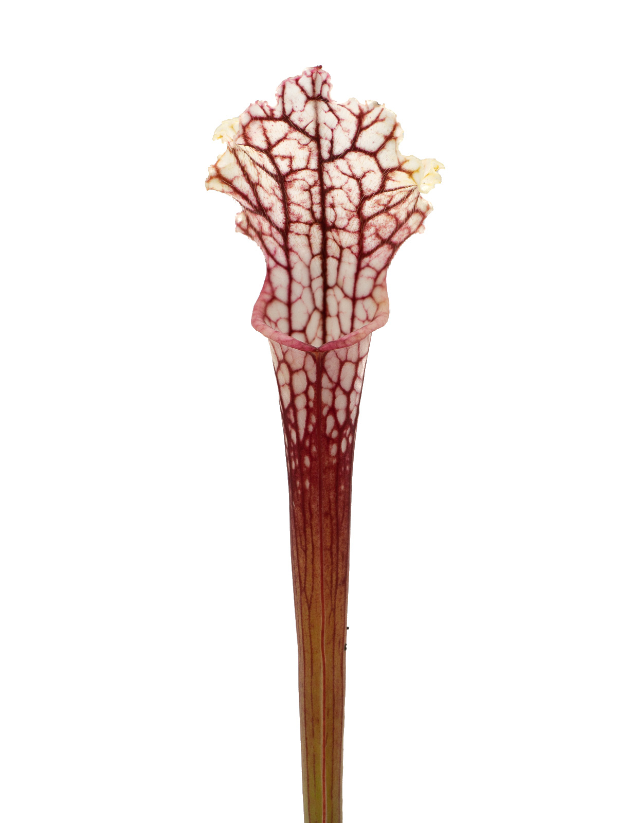 Sarracenia leucophylla - MK L62, CPS seed bank 1993
