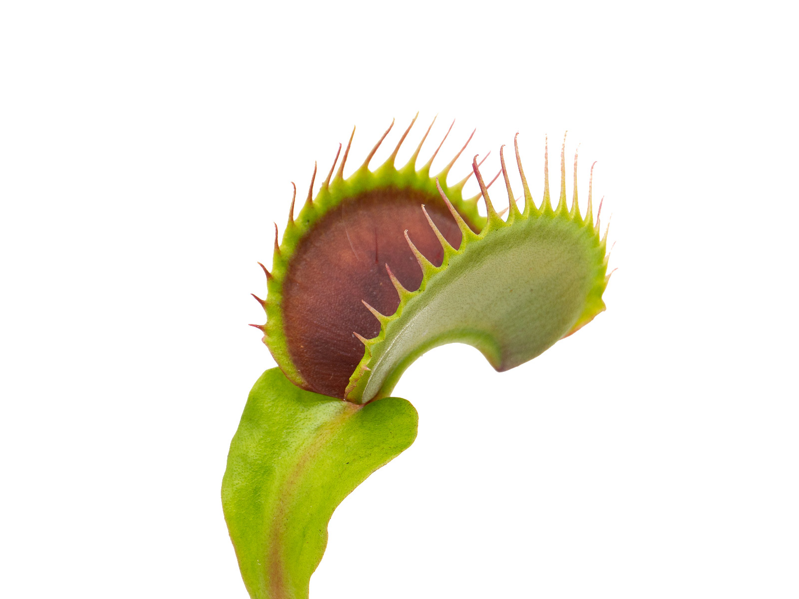 Dionaea muscipula - GJ Goliath