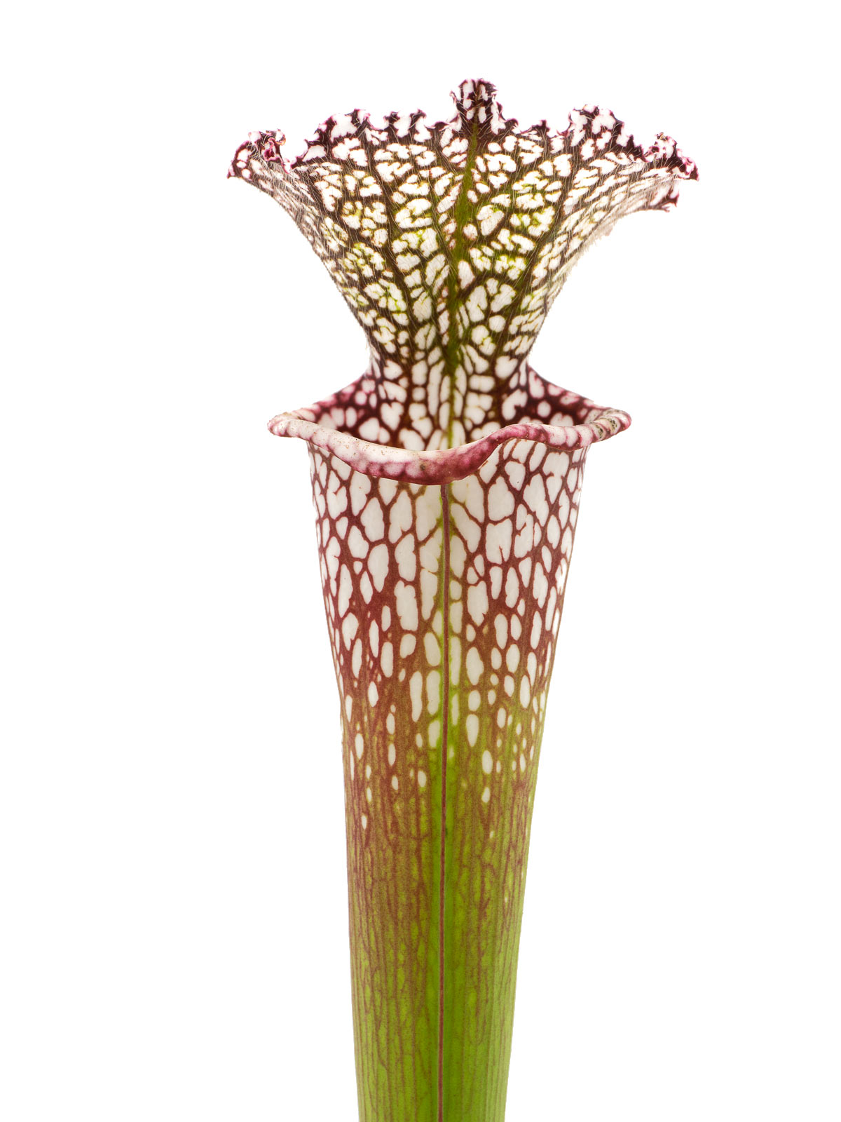 Sarracenia leucophylla - robust form, MS L31A