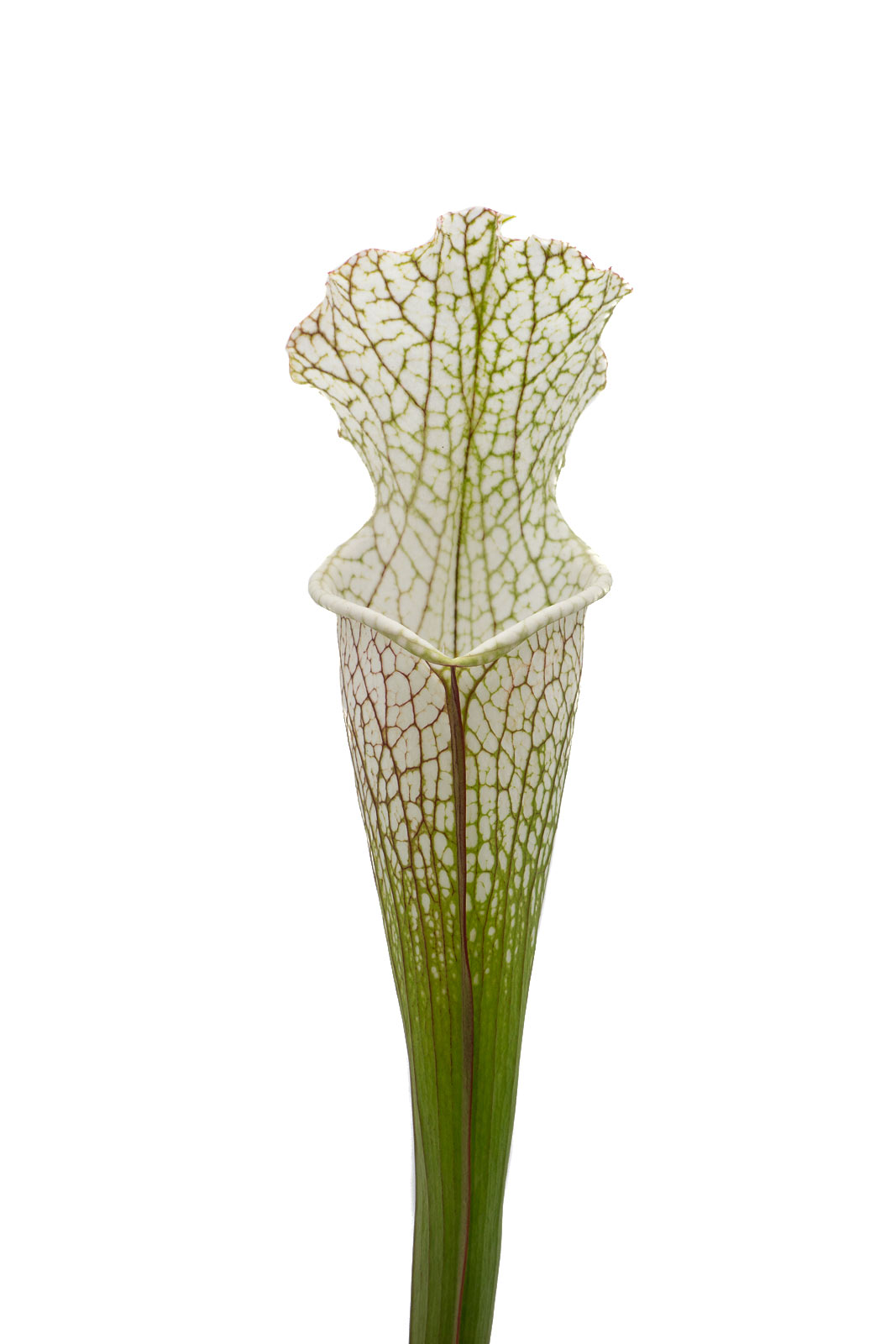 Sarracenia leucophylla - Herba Historica