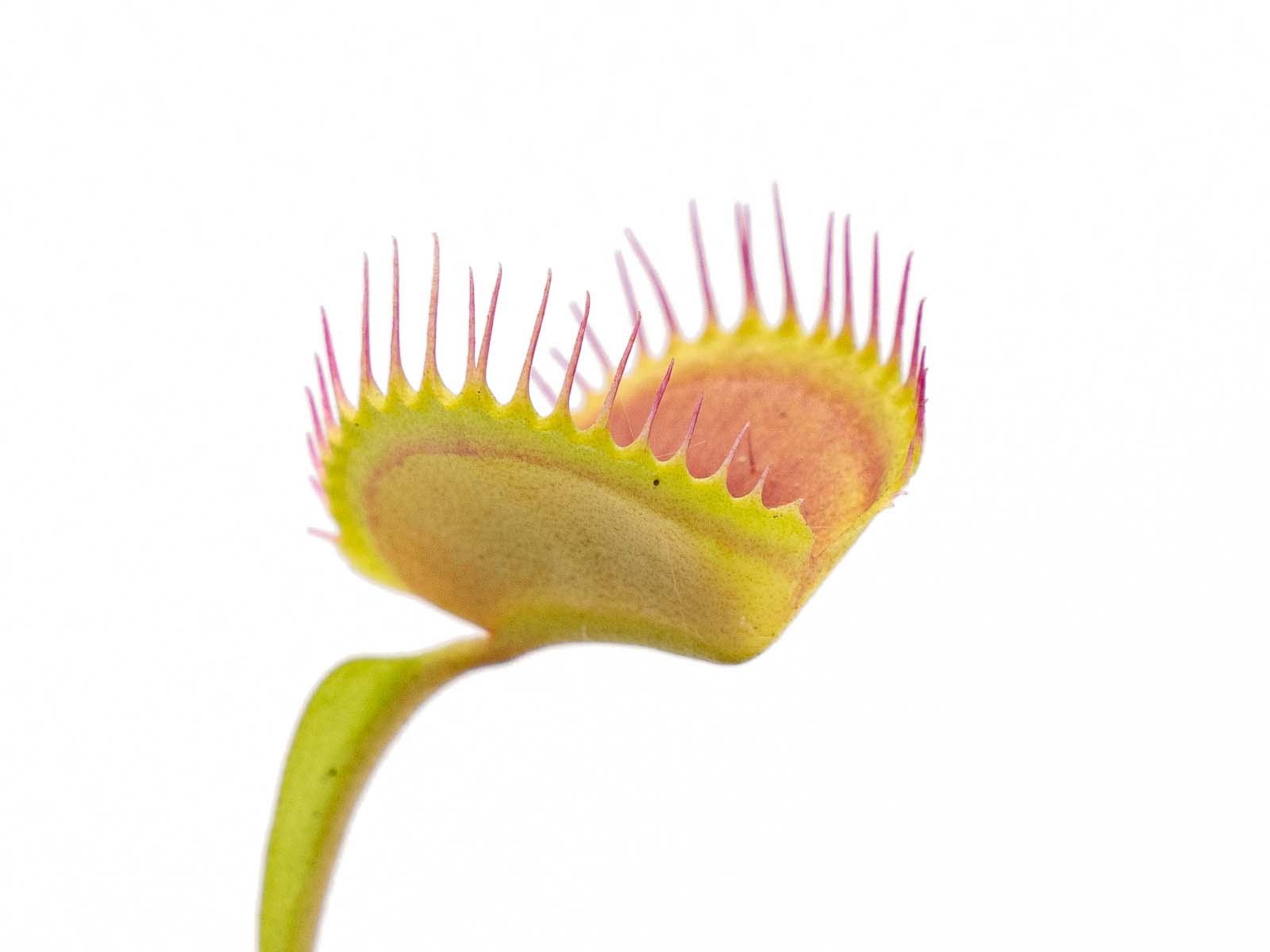 Dionaea muscipula - GJ Pluto #17