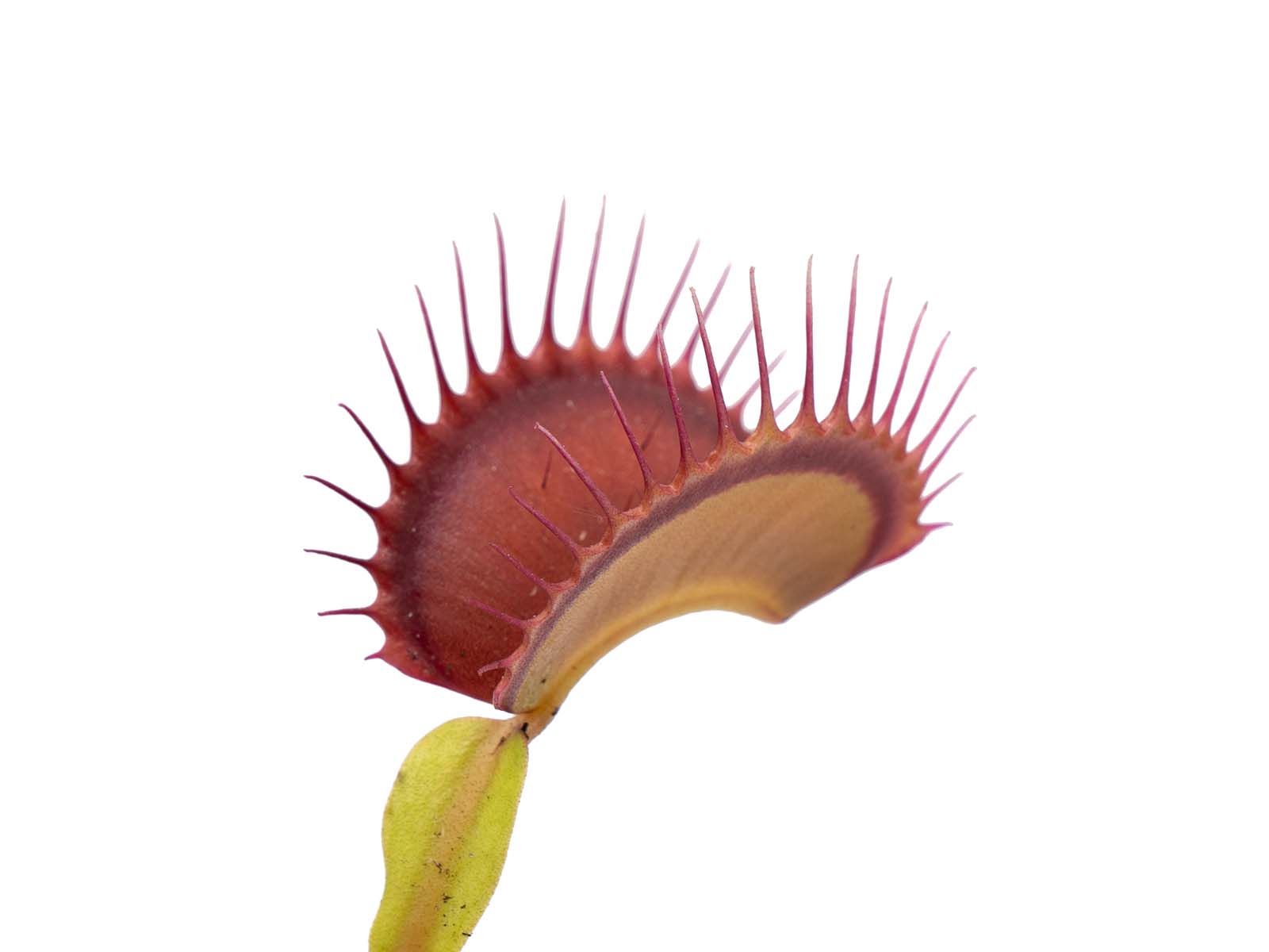 Dionaea muscipula - Megatrap