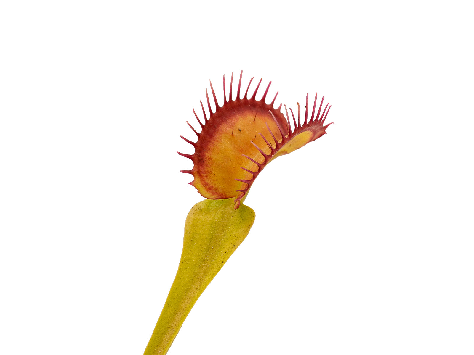 Dionaea muscipula - Biohazard