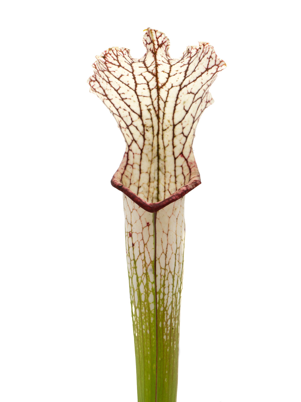 S. leucophylla - KP5.1, Mirek Srba