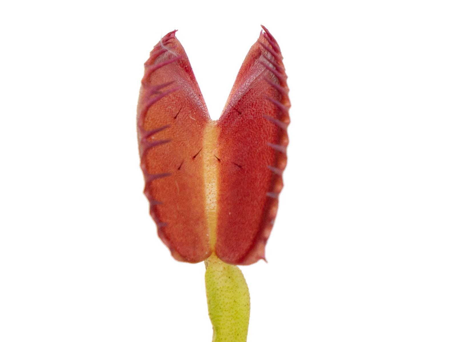 Dionaea muscipula - Raptor