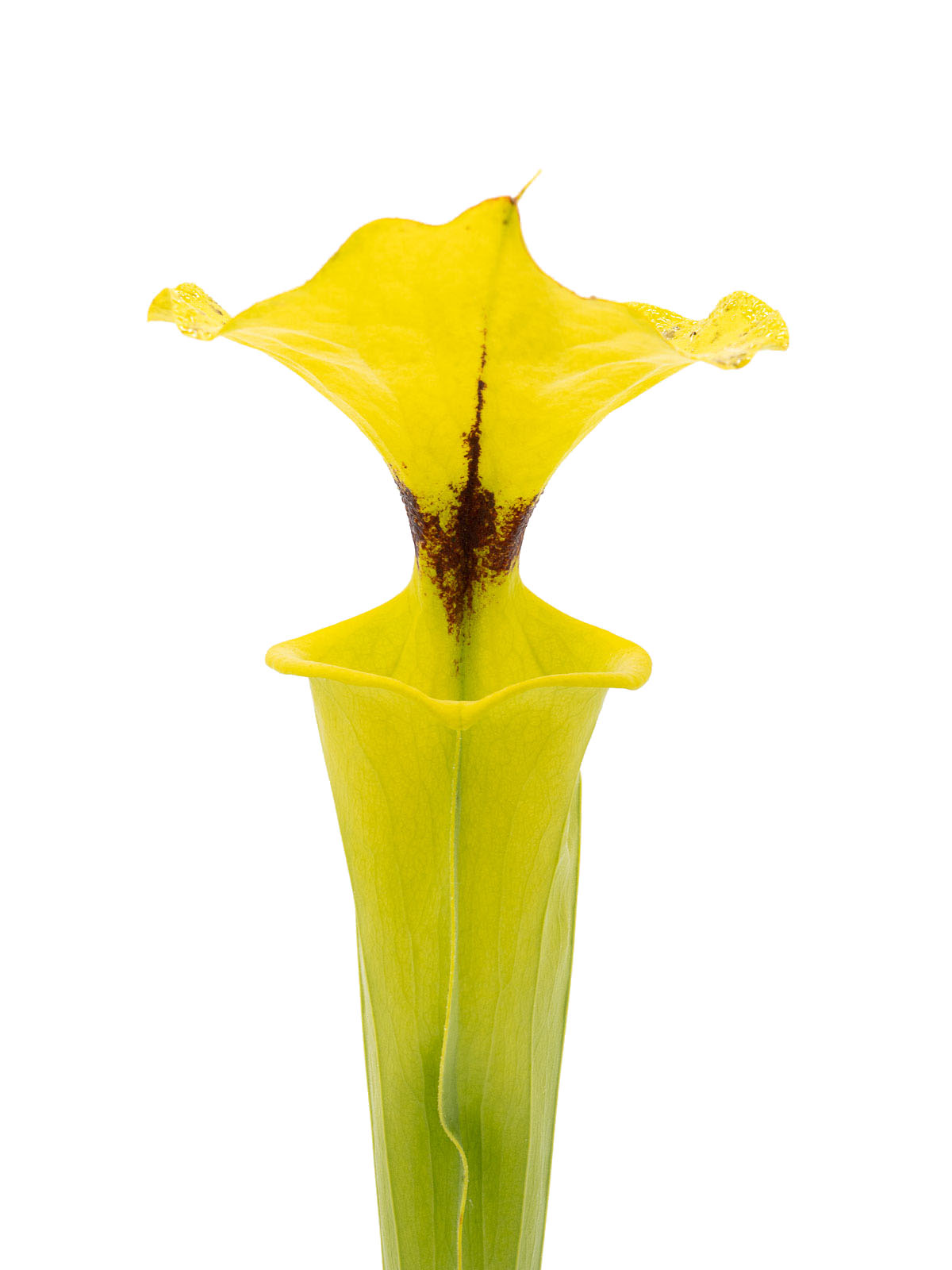 Sarracenia flava var. rugelii - MK F14A, Giant form, Sumatra, Apalachicola National Forest, Liberty County, Florida