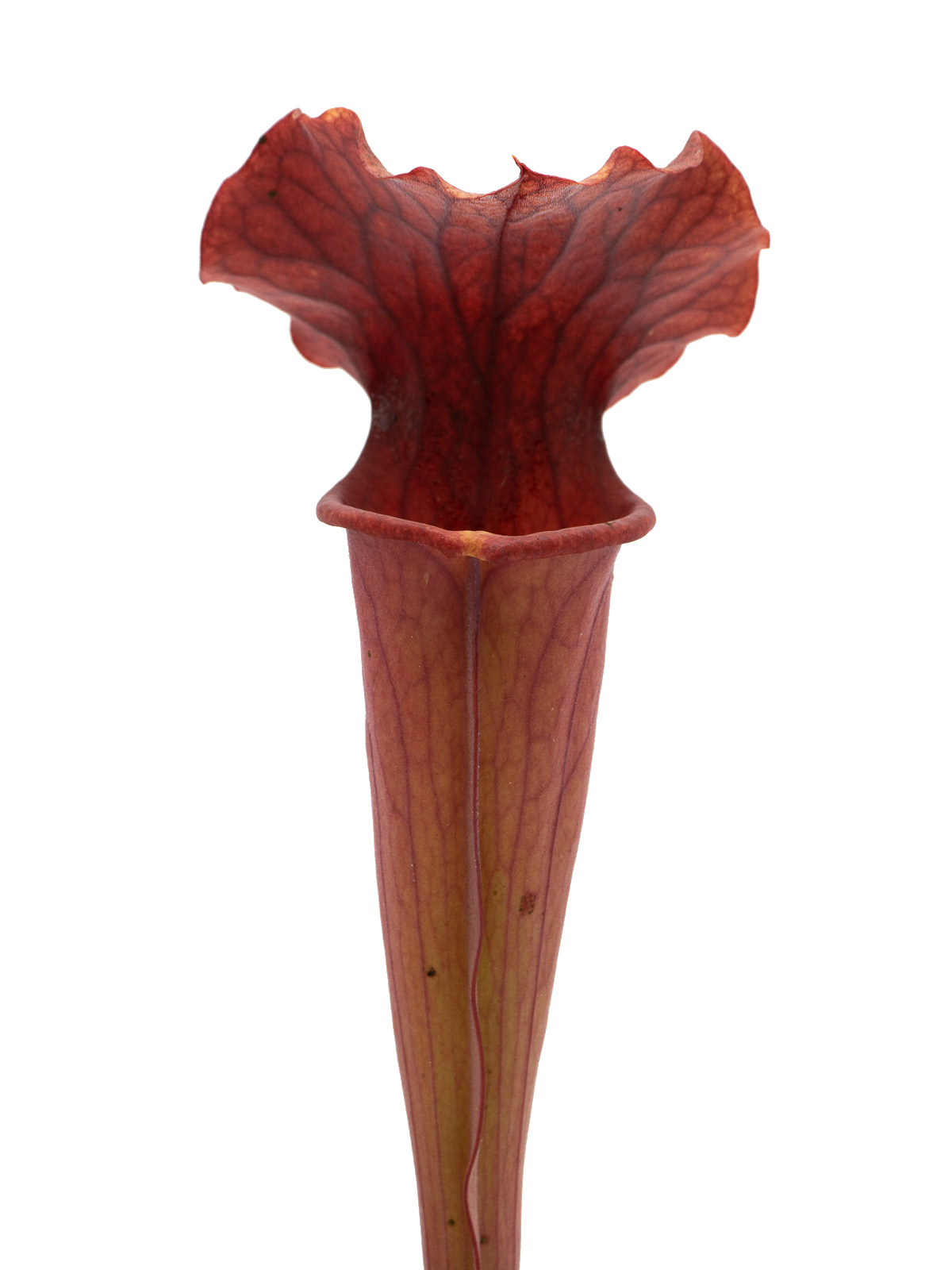 Sarracenia x `Copper Vase’ - MK H116