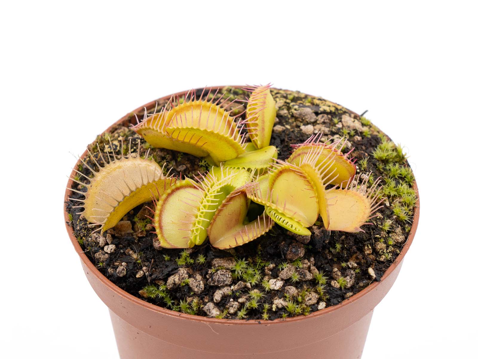 Dionaea muscipula - Yellow-Orange