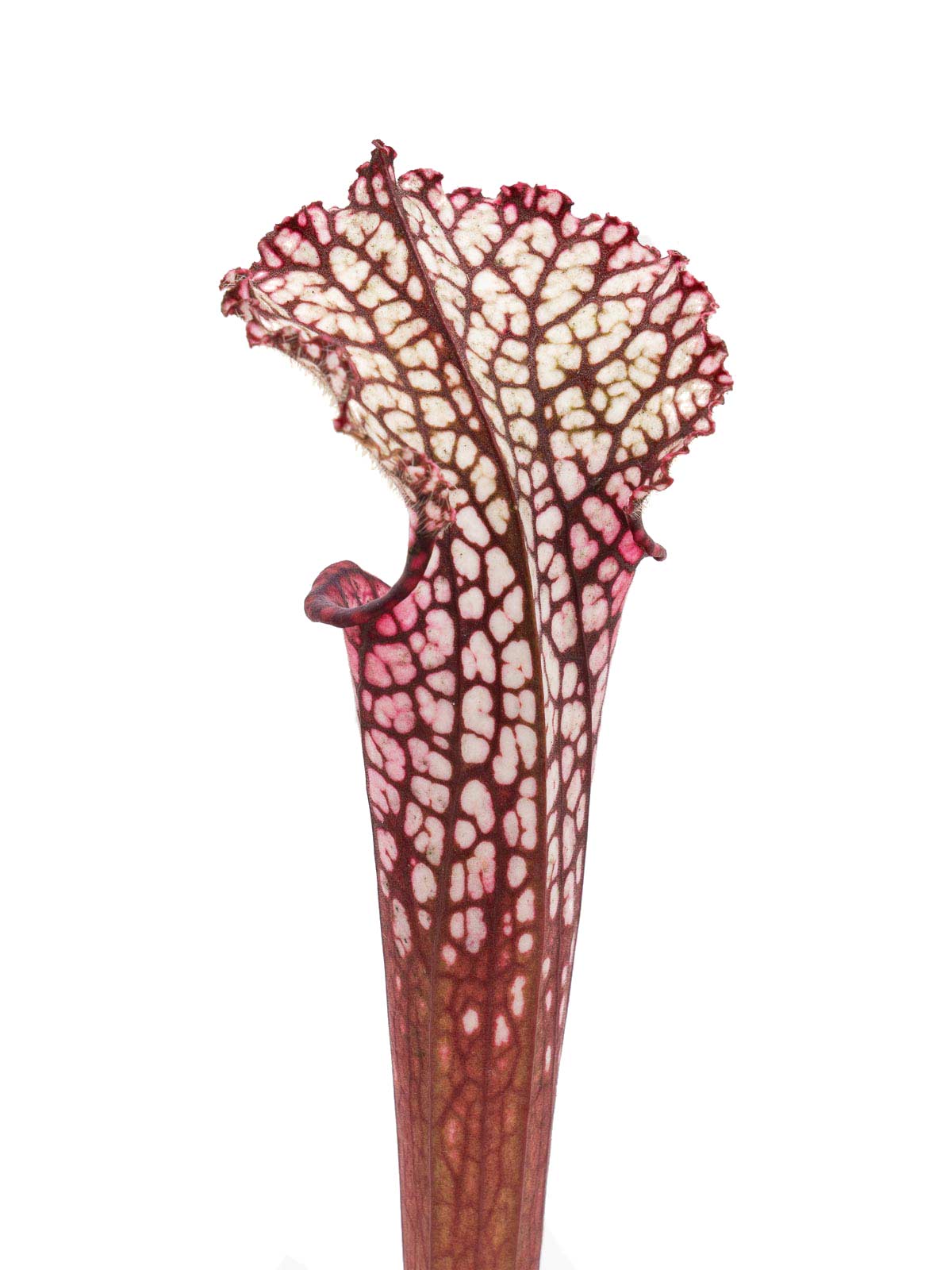 Sarracenia leucophylla - MK L49A, red & pink form, Perdido, Baldwin County, Alabama