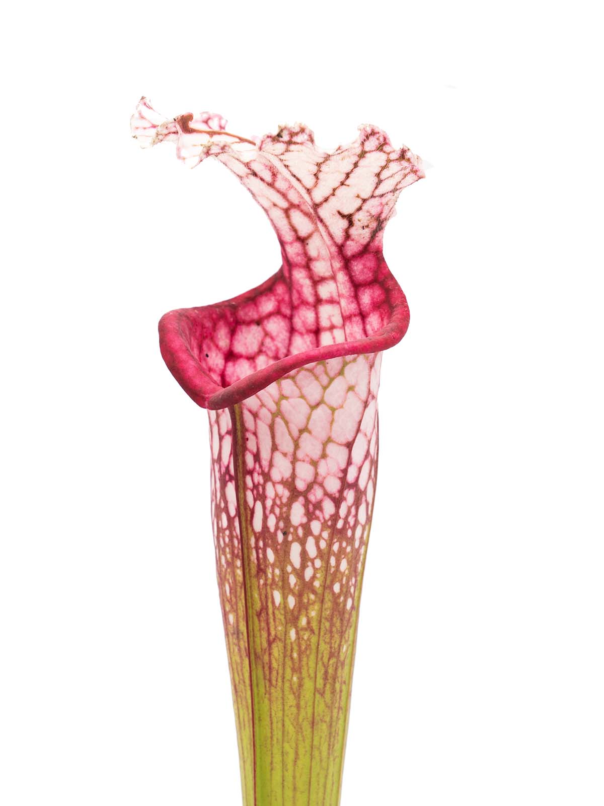Sarracenia leucophylla - big pink lid