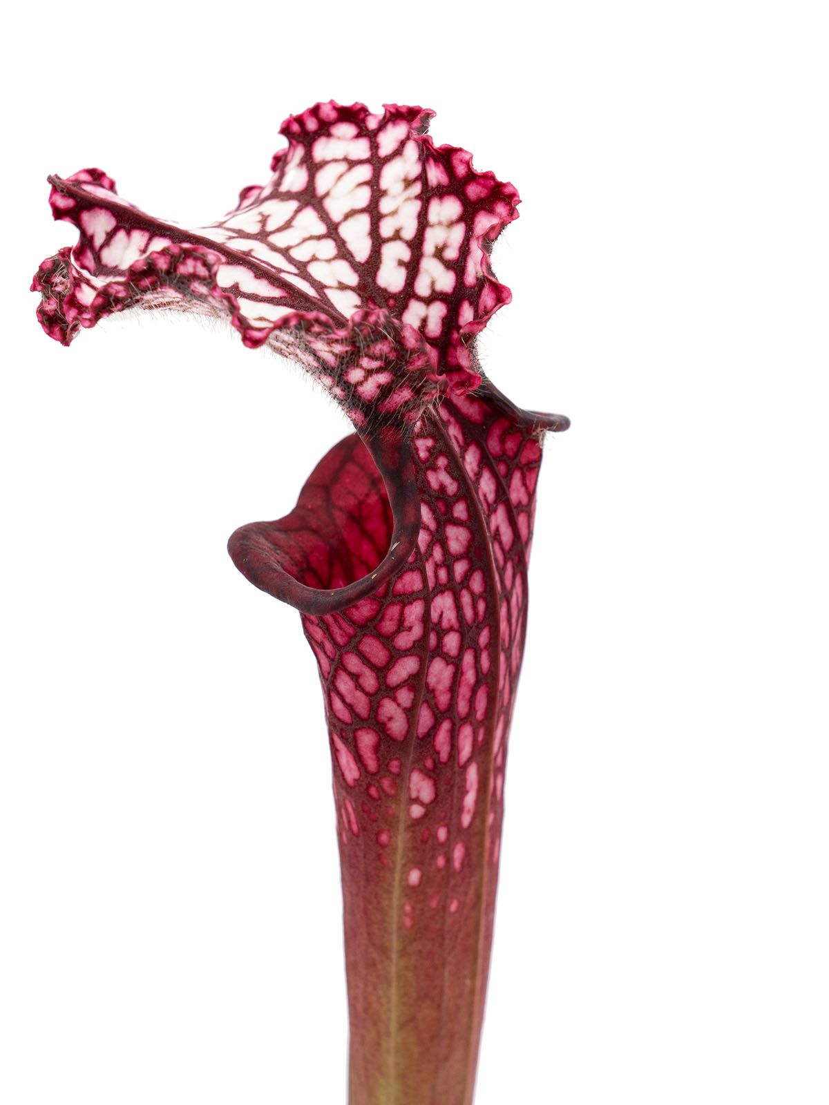 Sarracenia leucophylla - red form, Yuri Sarzi, L1C