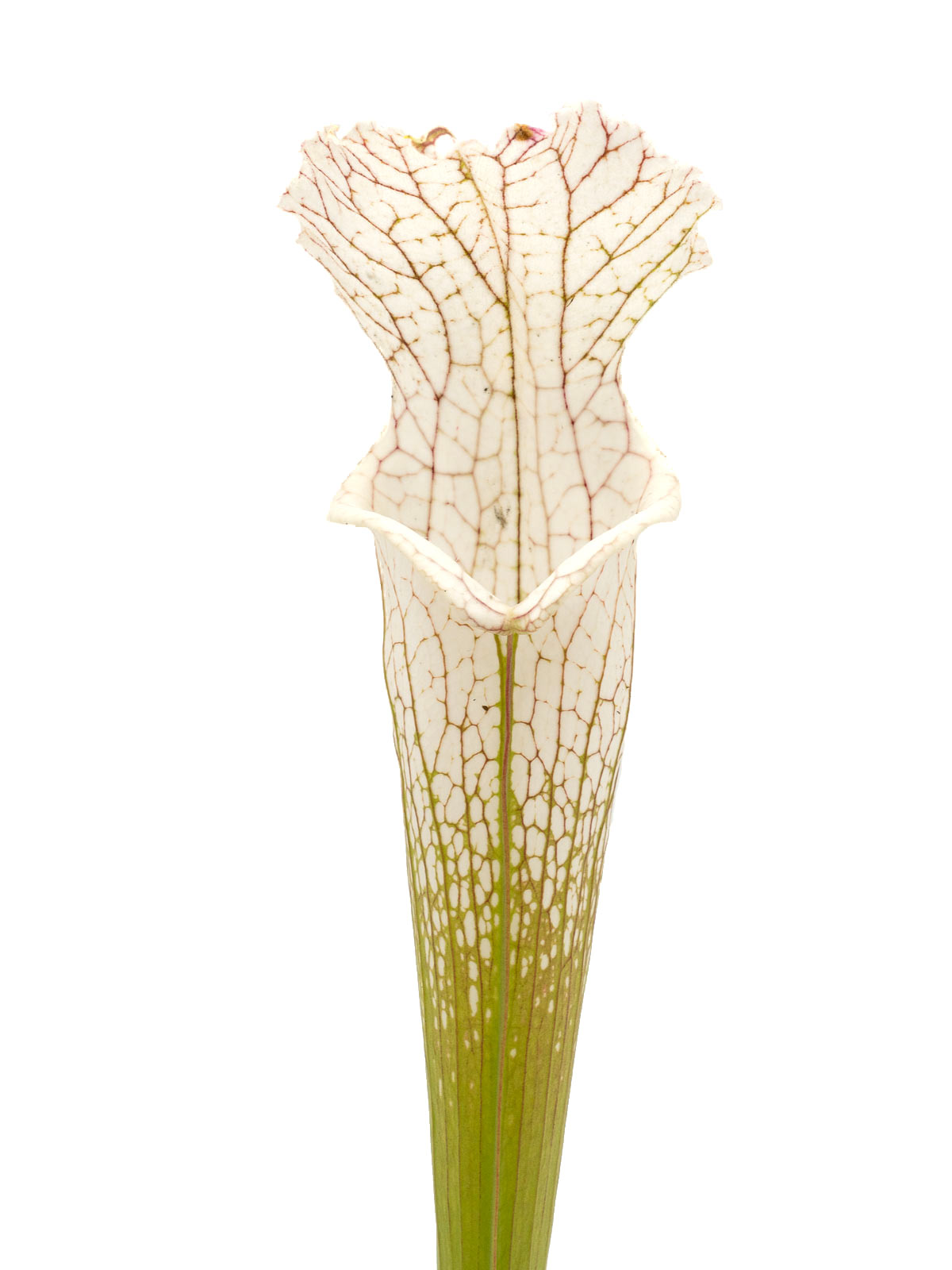 S. leucophylla - MK L39A, Citronelle, Mobile County, Alabama