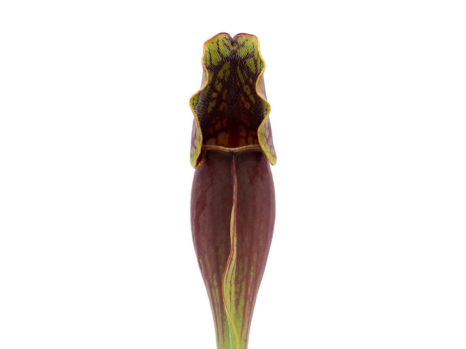 Sarracenia purpurea ssp. purpurea - Whixall Bog, North Shropshire, England