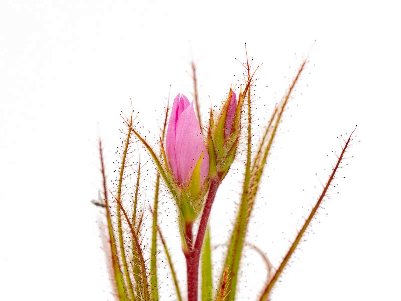 R. gorgonias - Seedgrown