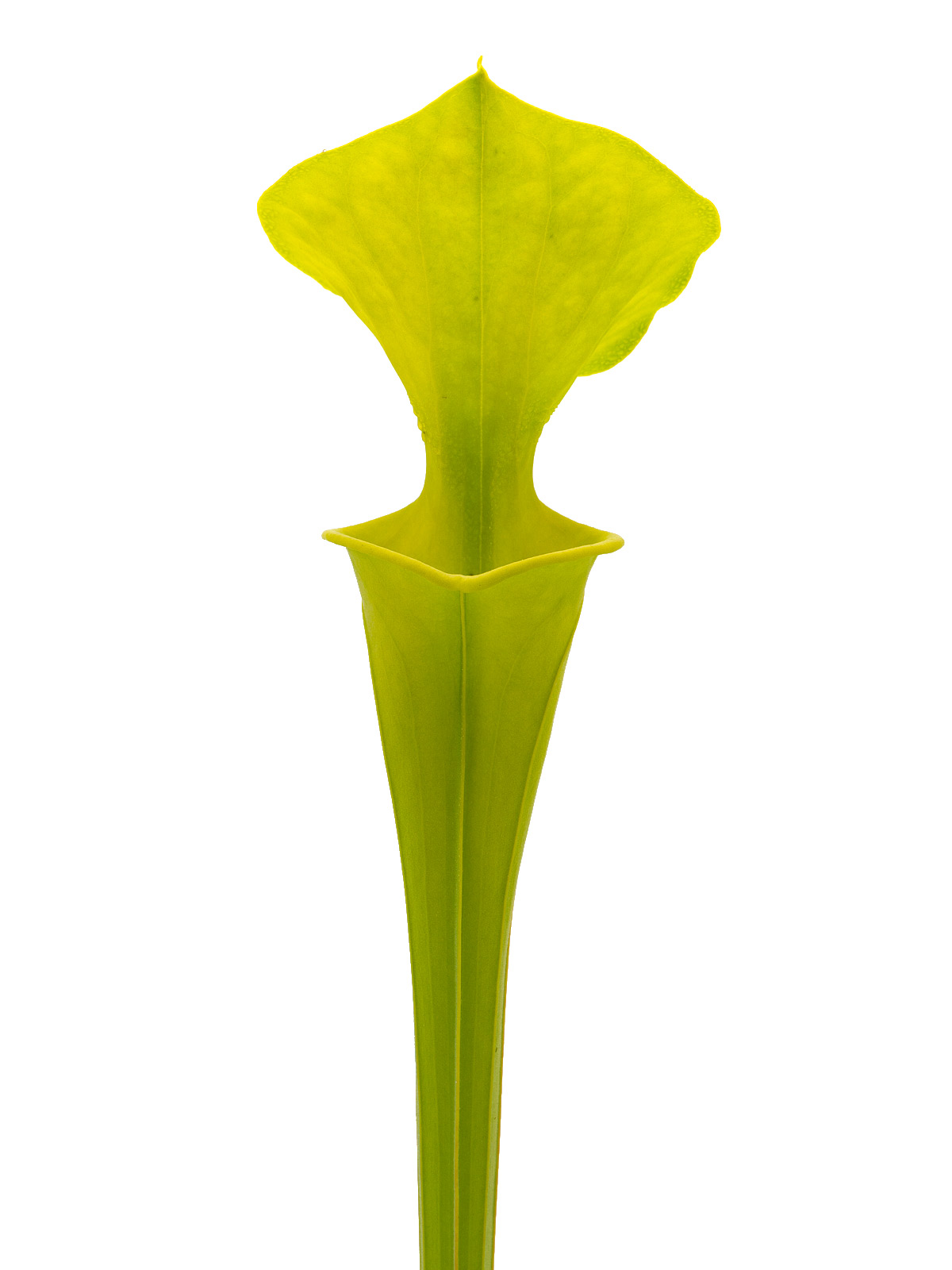 Sarracenia flava var. maxima - MK F193, Yellow pitcher, Sussex County, Virginia