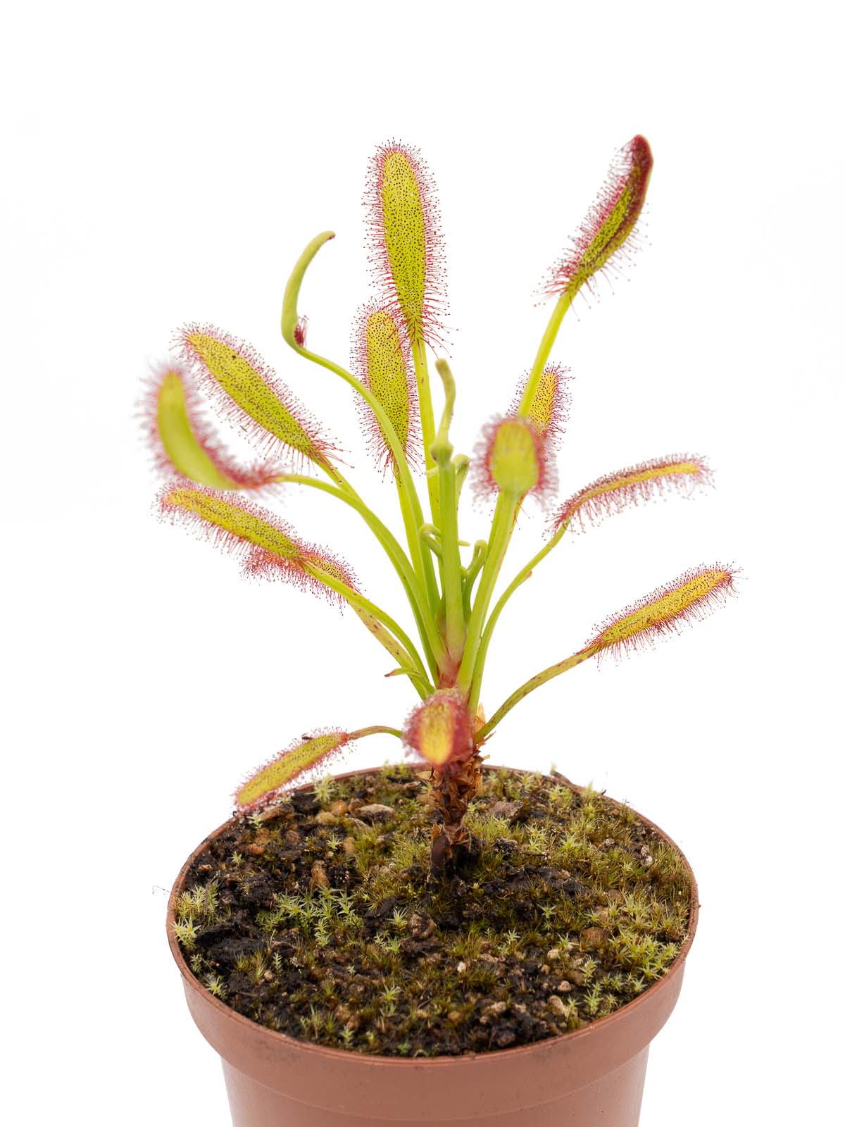 Drosera capensis - directly from Drosera regia location, Bain´s Kloof, Western Cape, South Africa