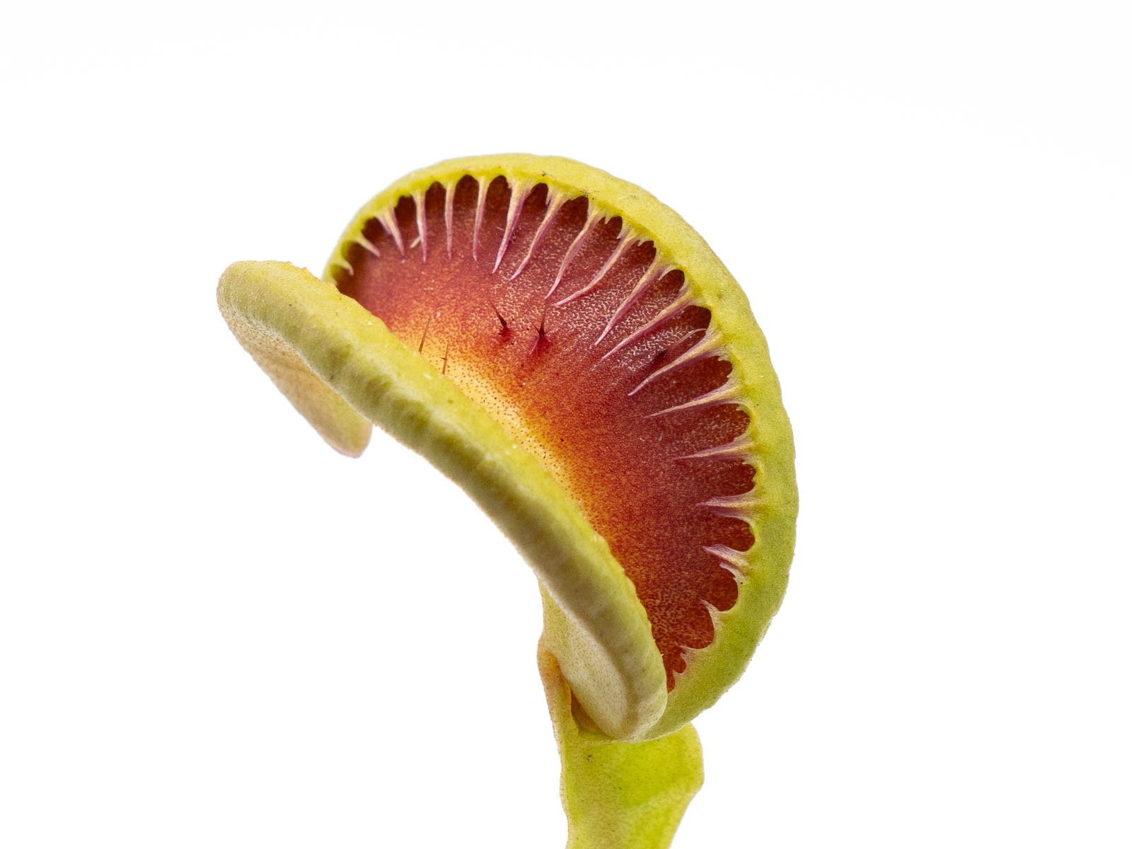Dionaea muscipula - Jaw´s Smiley