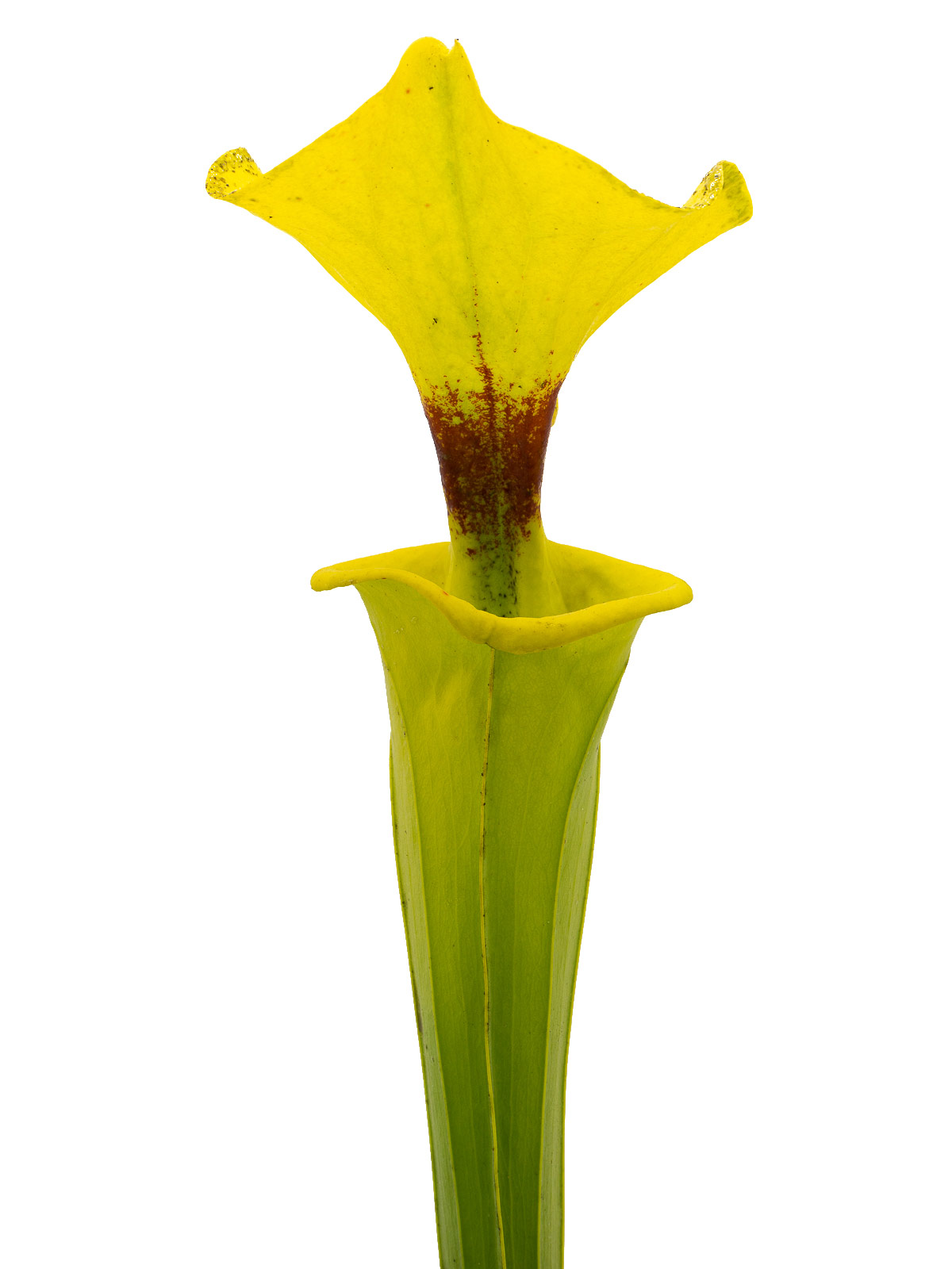Sarracenia flava var. rugelii - MK F143, large pitcher, Reading University, ex Alastair Culham