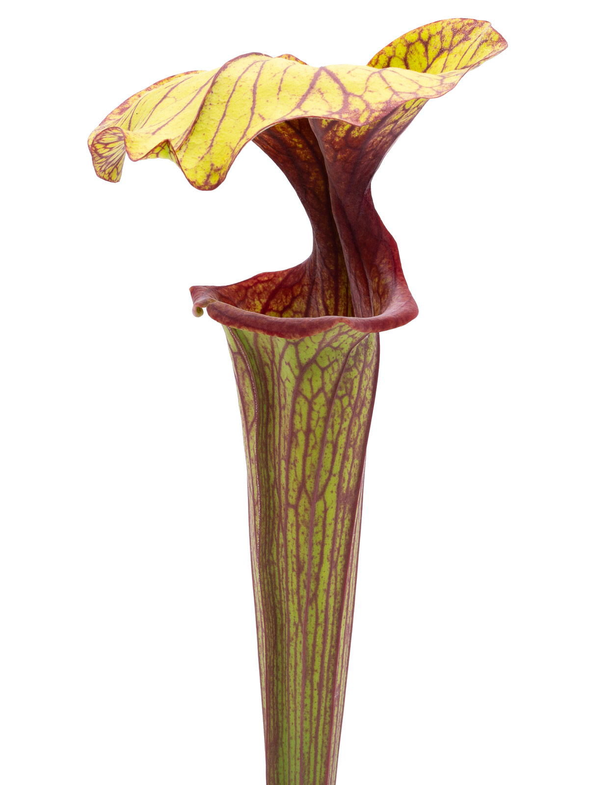 Sarracenia oreophila O10 x flava `horyna´ - Clone B, Mirek Srba