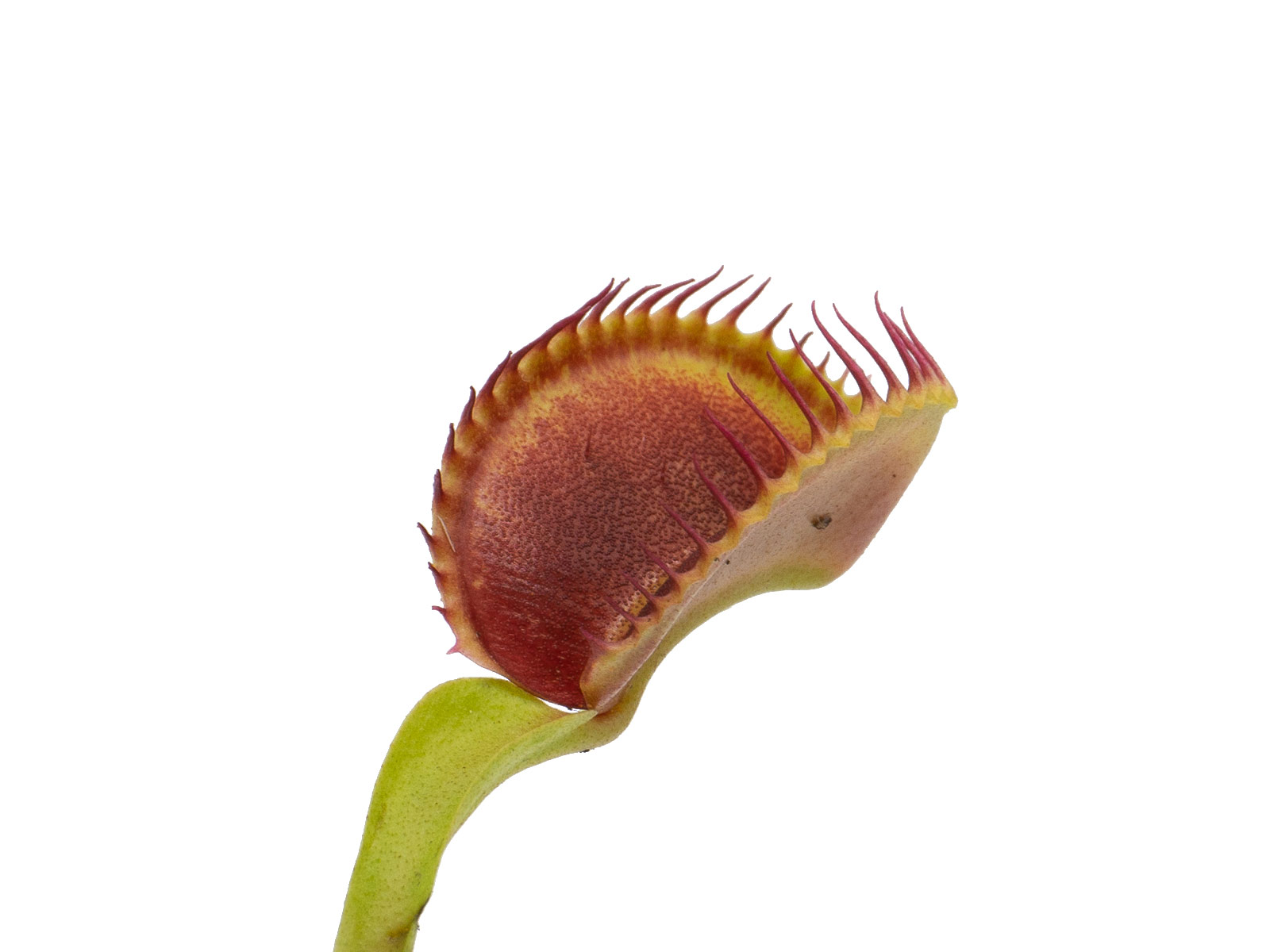 Dionaea muscipula - GJ Pluto