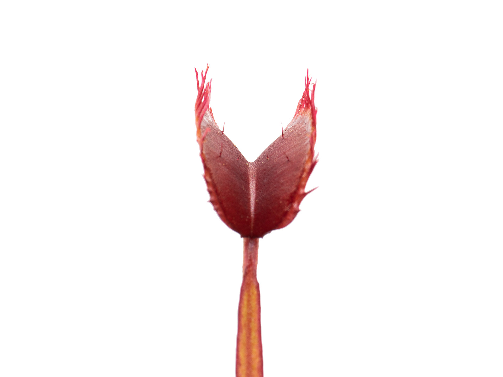 Dionaea muscipula - All Red Fused