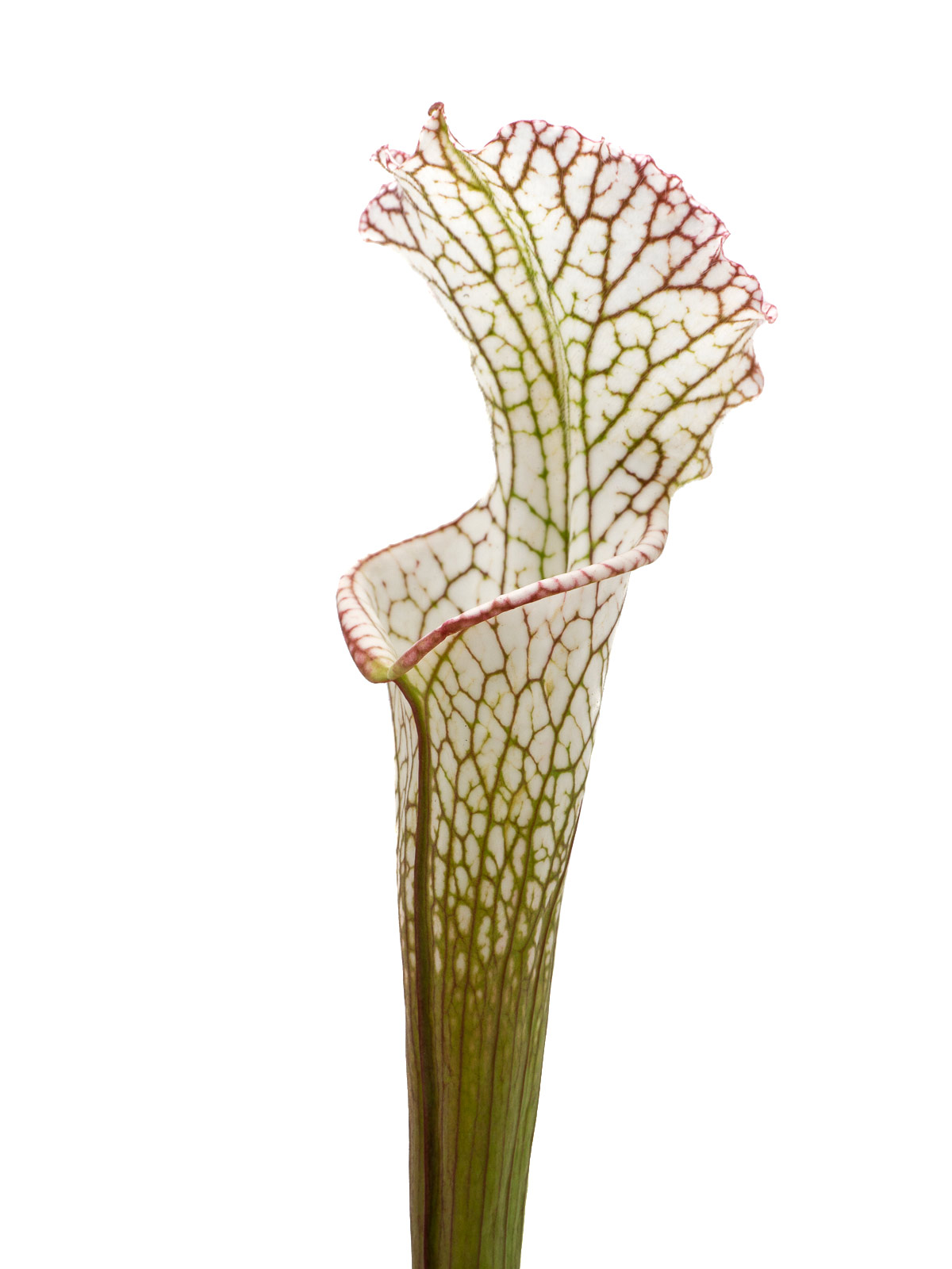 Sarracenia leucophylla - near Pensacola, Escambia County, Florida, MS L18C