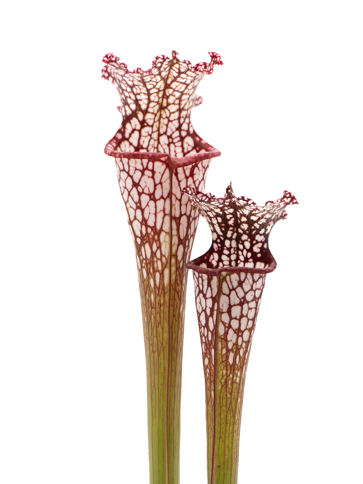 Sarracenia leucophylla - MK L130, OHG red