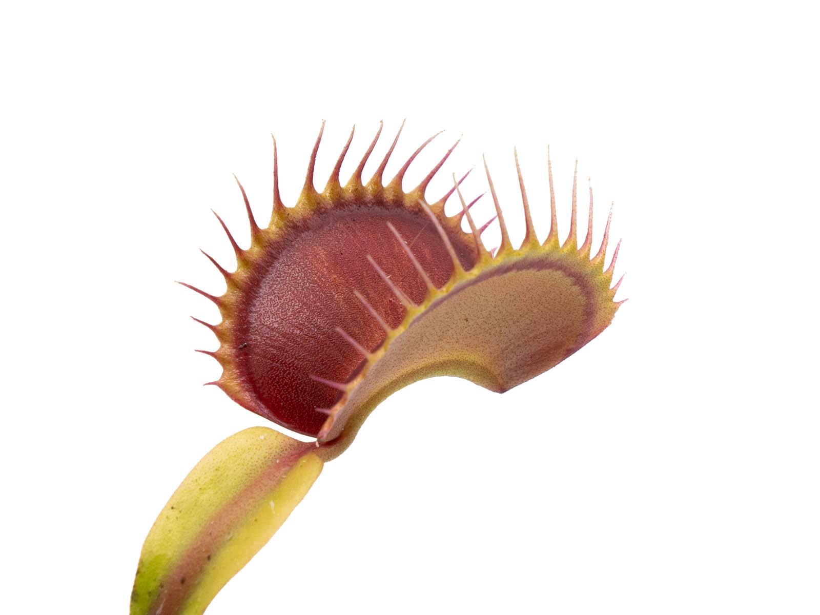Dionaea muscipula - Rouge Sombre