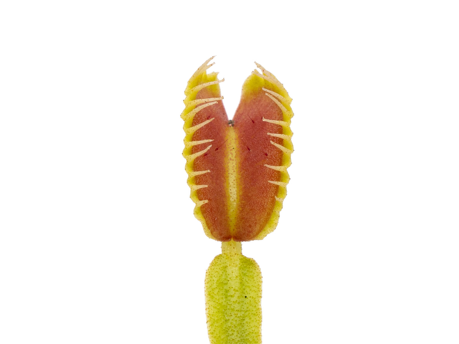 Dionaea muscipula - WB4
