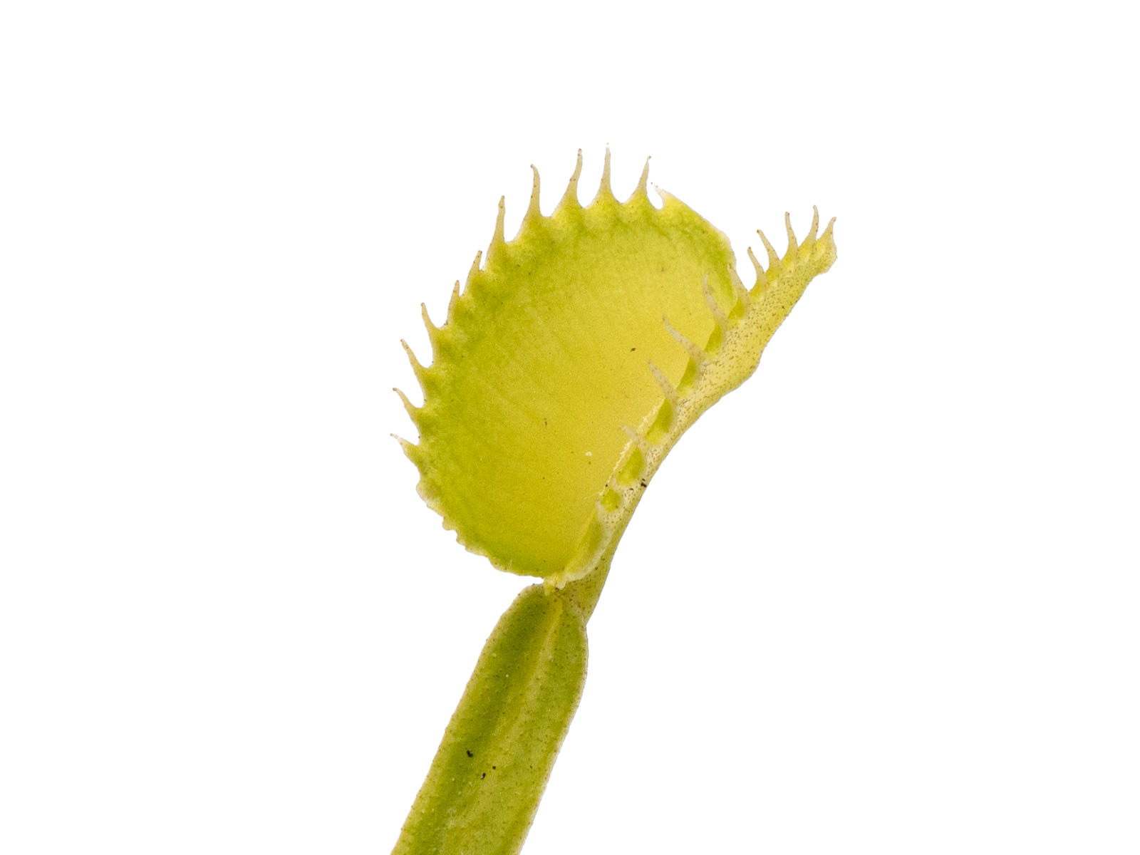 Dionaea muscipula - GJ Homunkulus