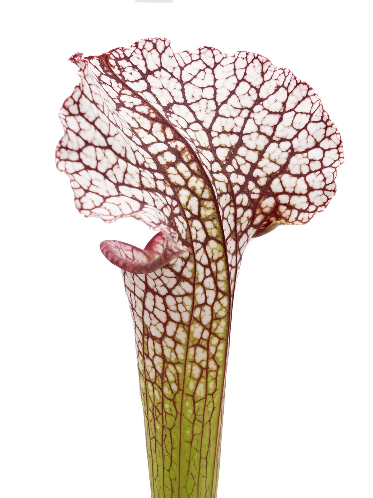 Sarracenia Premysl Otakar I x (leucophylla MS L20C x moorei `Adrian Slack´) - Mirek Srba