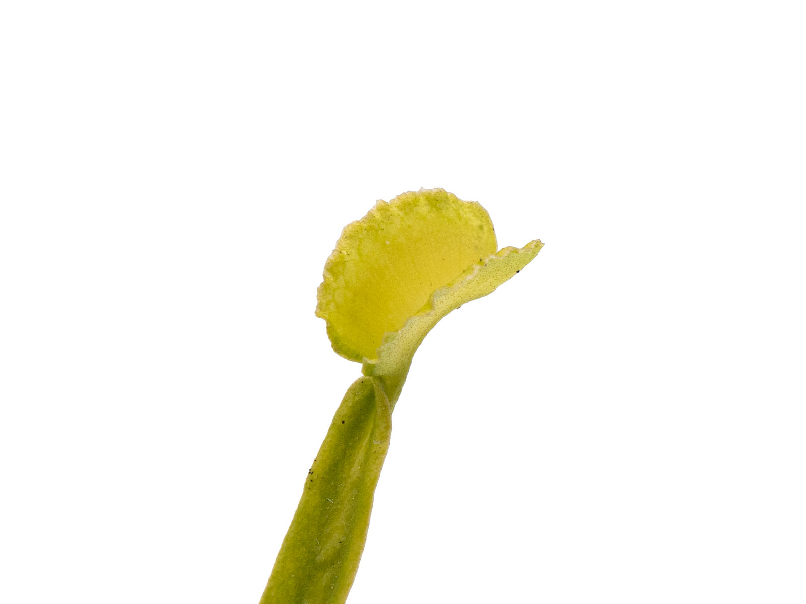 Dionaea muscipula - GJ Homunkulus