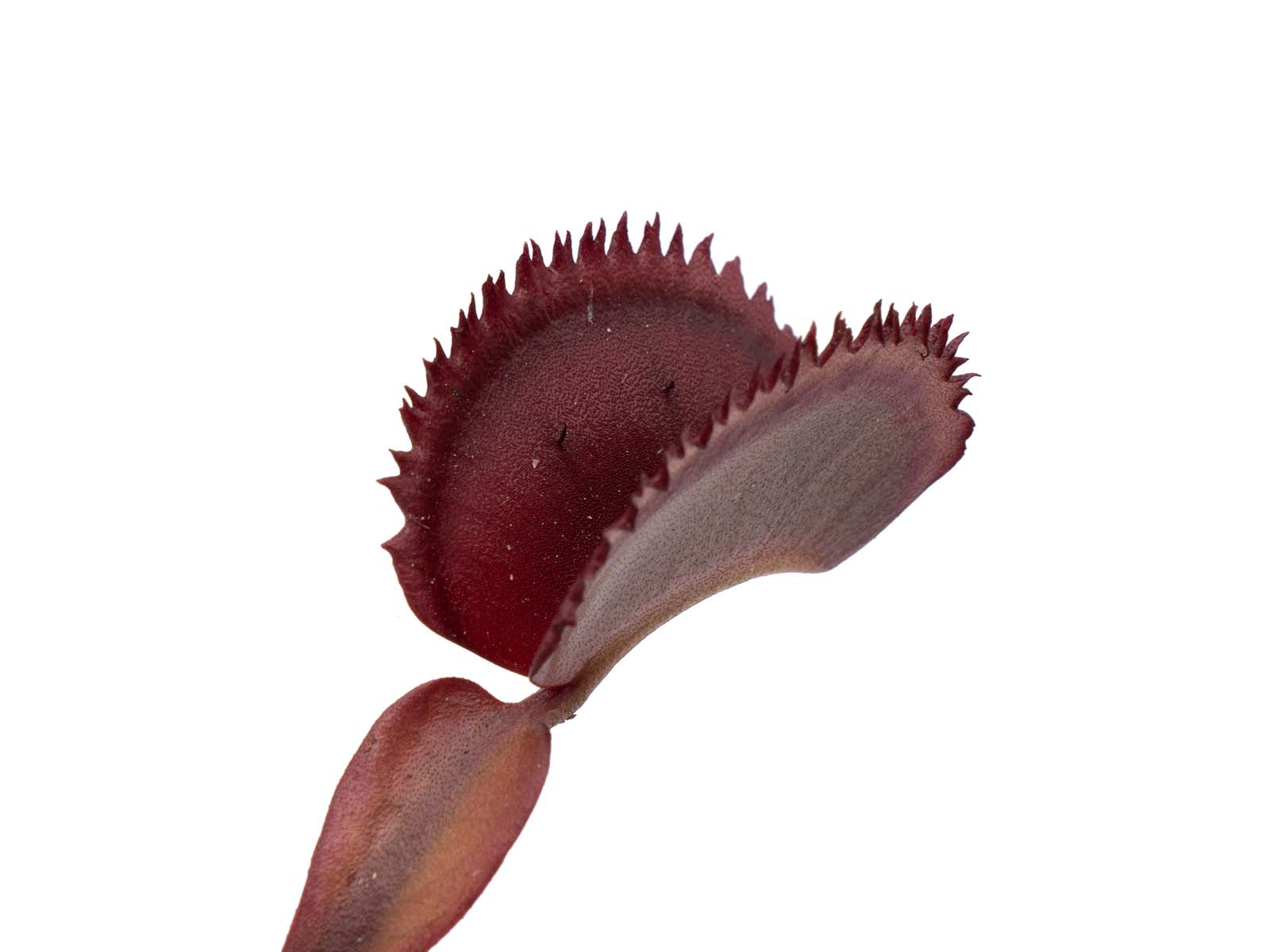 Dionaea muscipula - Paulo´s Red Dentate