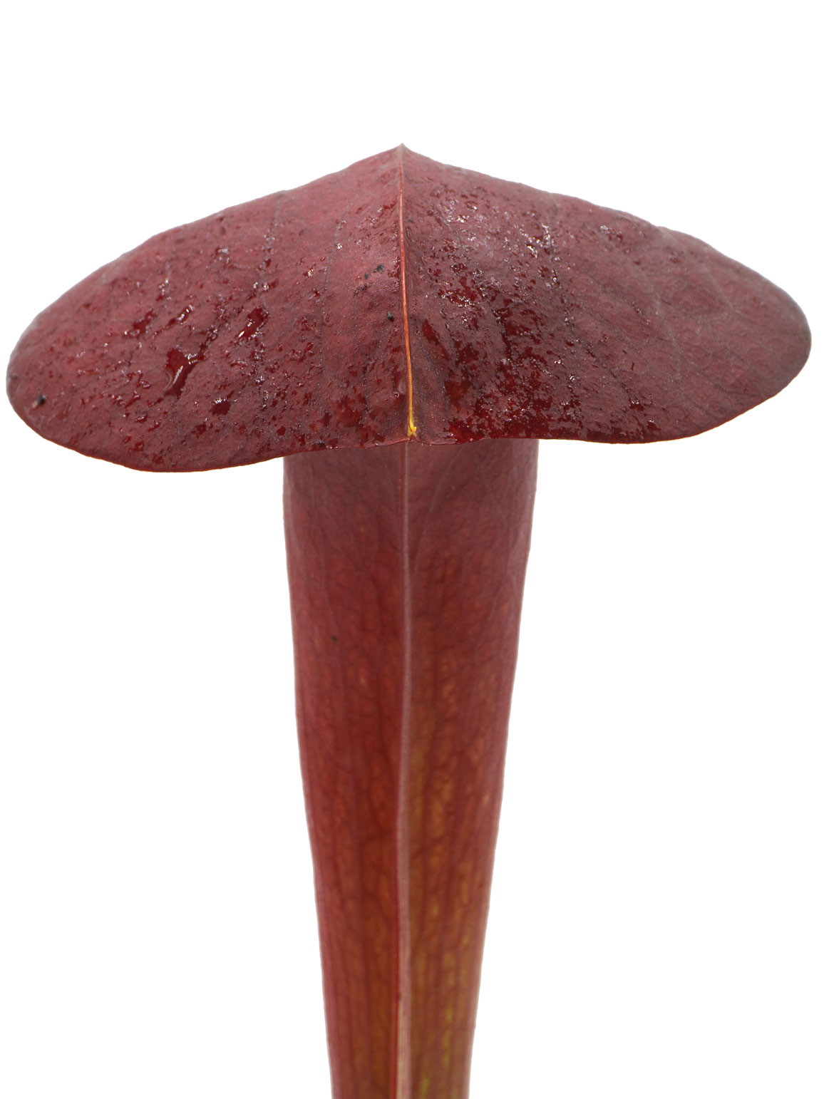 Sarracenia (flava var. ornata x psittacina) x (leucophylla x oreophila) - Mirek Srba
