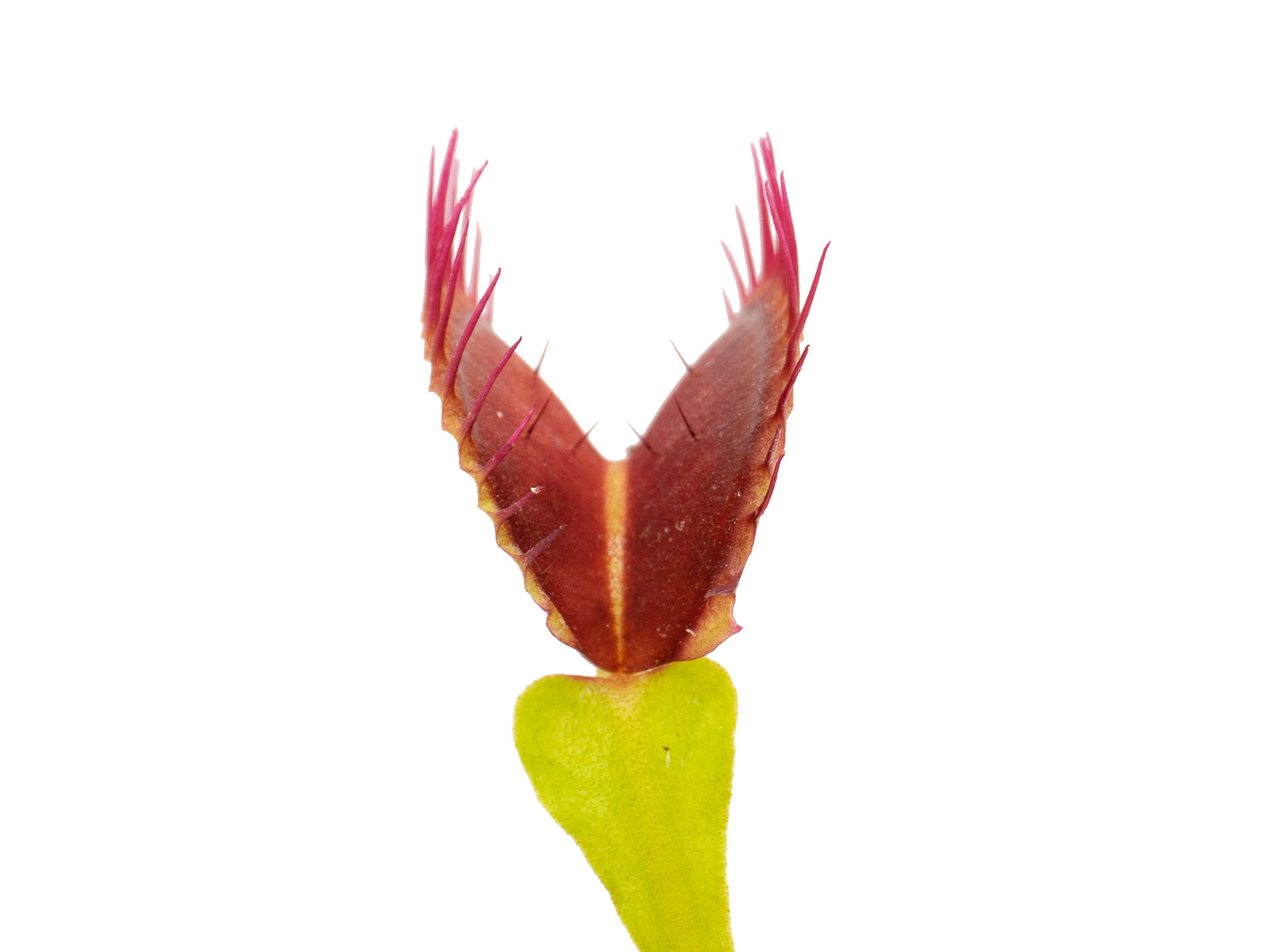 Dionaea muscipula - GJ Andromeda