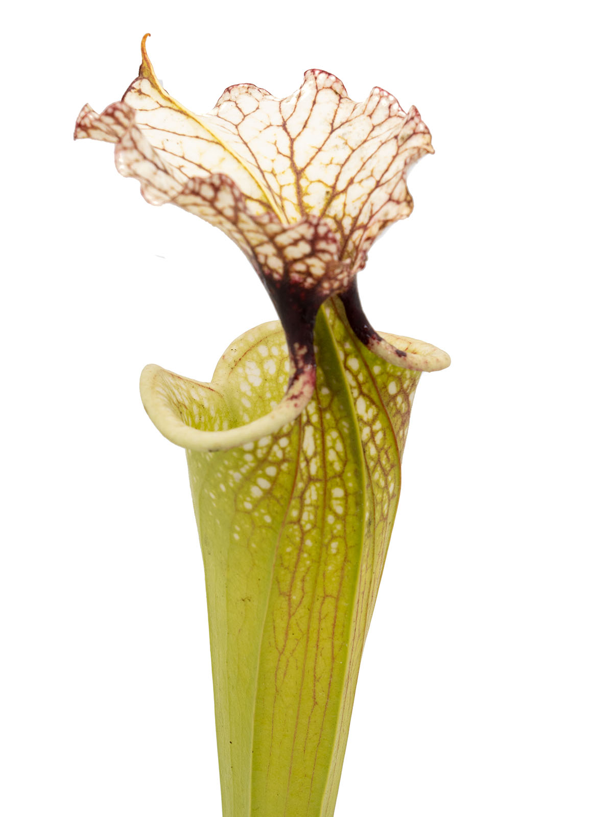 Sarracenia leucophylla MS L20C x moorei `Adrian Slack´ - MK H386J