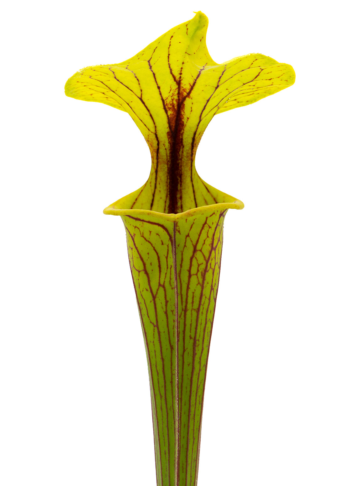 Sarracenia flava var. ornata - MK F256, large form, Apalachicola National Forest, Florida