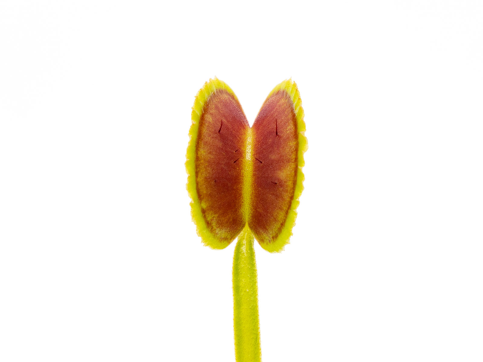 Dionaea muscipula - Shark Tooth