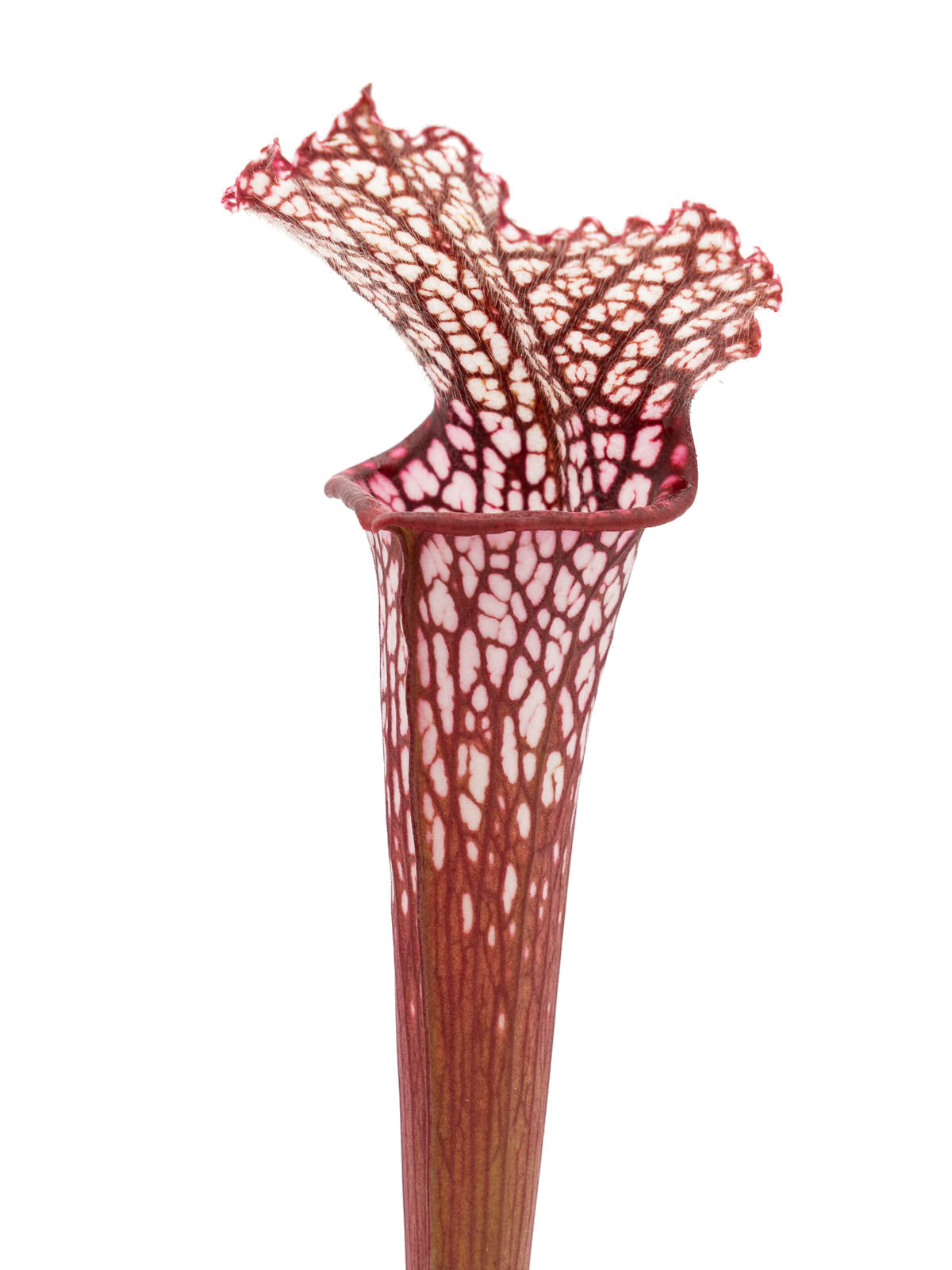 S. leucophylla - red form, Dr. Eberhad König, Clone B