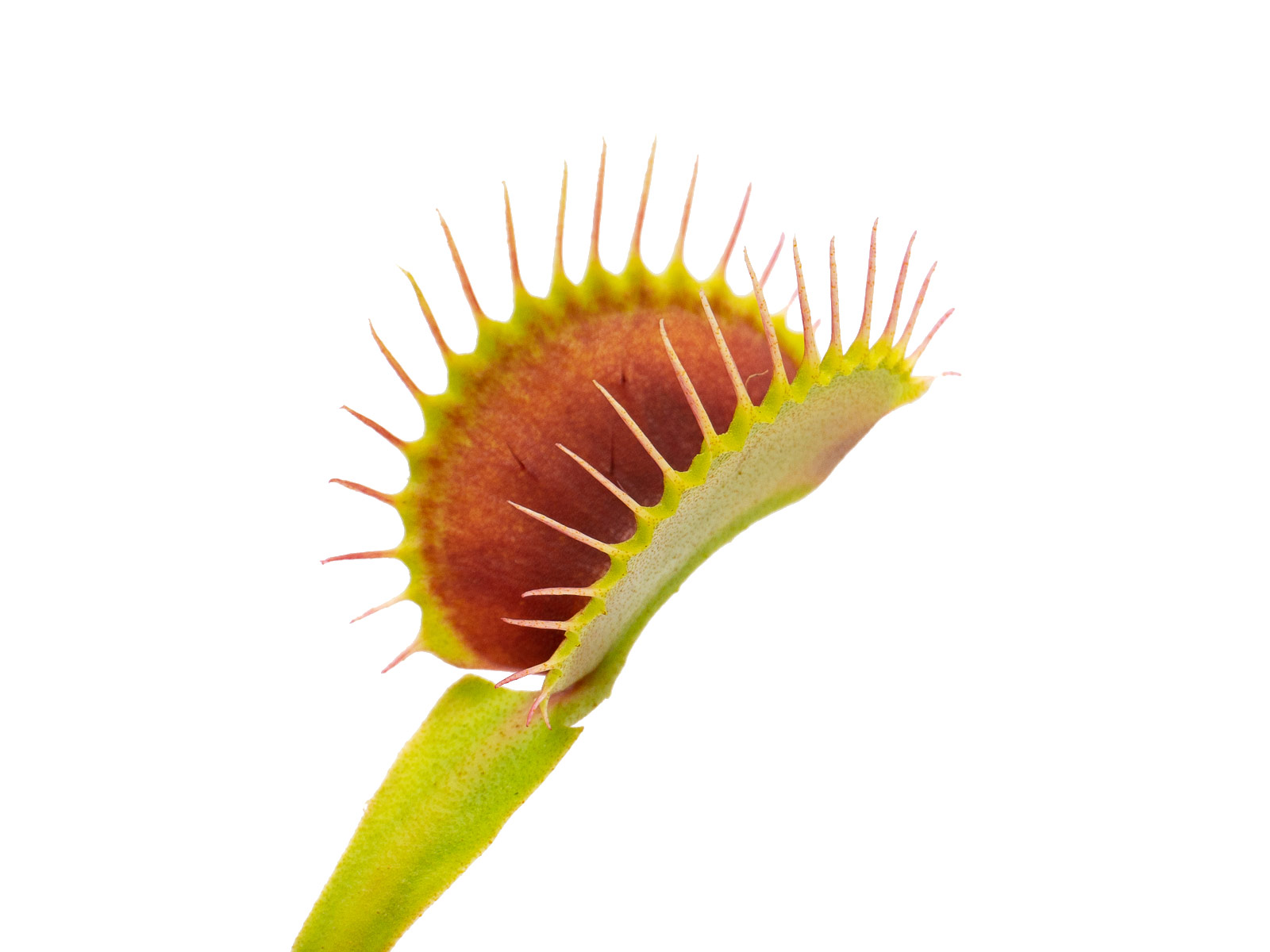Dionaea muscipula - DC XL
