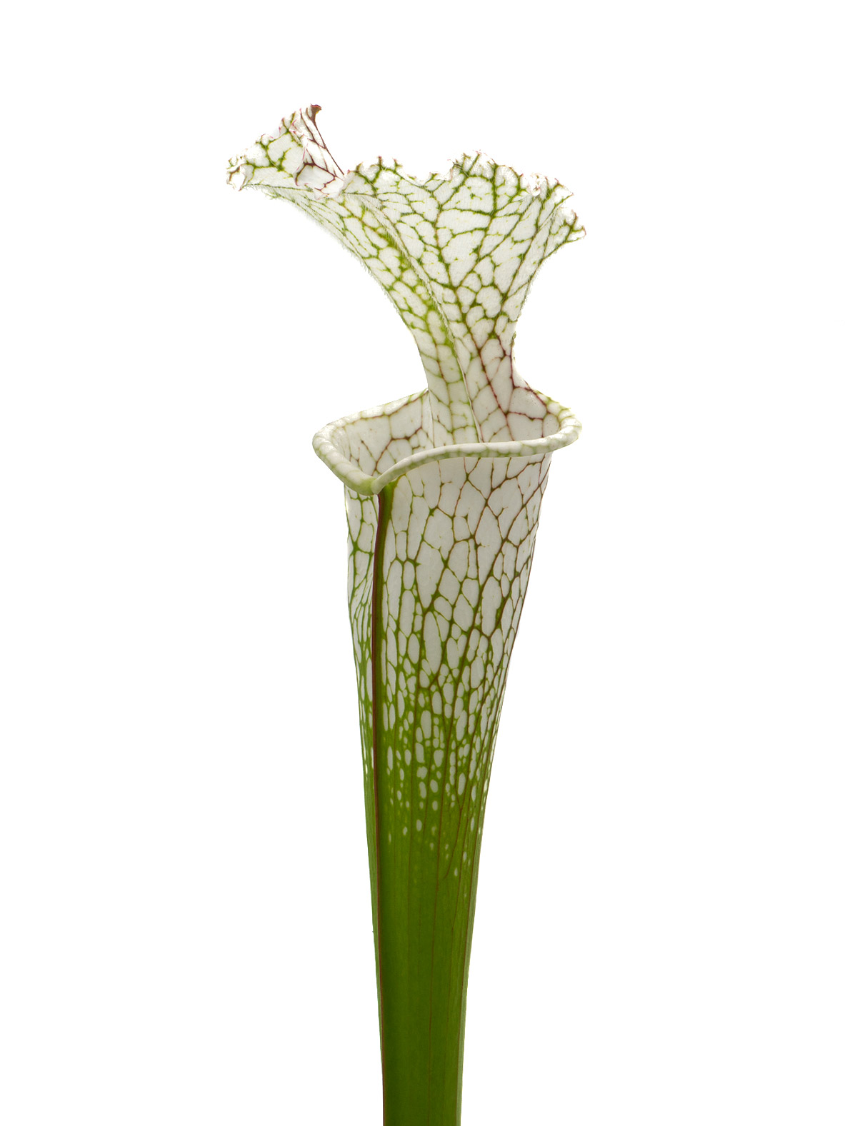 Sarracenia leucophylla - MK L143A, tall form, white top, MS L32A