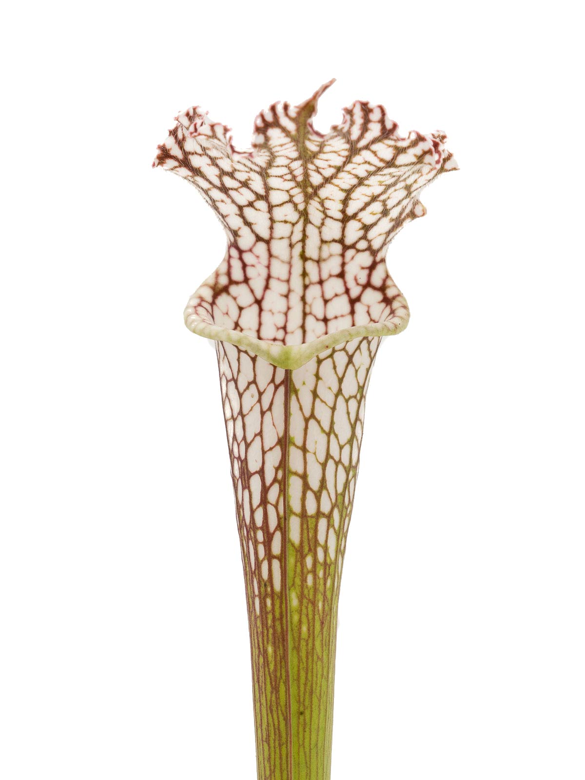 Sarracenia leucophylla - MK L06, Perdido, Baldwin County, Alabama