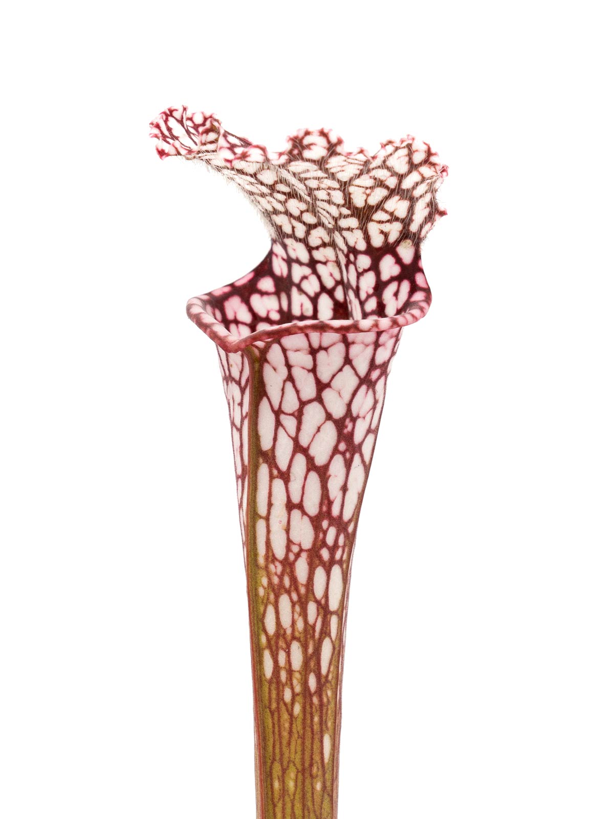 Sarracenia leucophylla - MK L43, pink tube