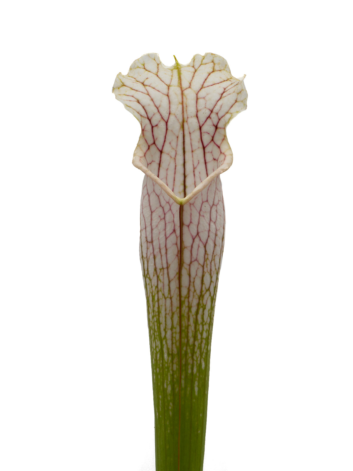 Sarracenia leucophylla - MK L14, yellow flower, Russell Road, Citronelle, Mobile County, Alabama
