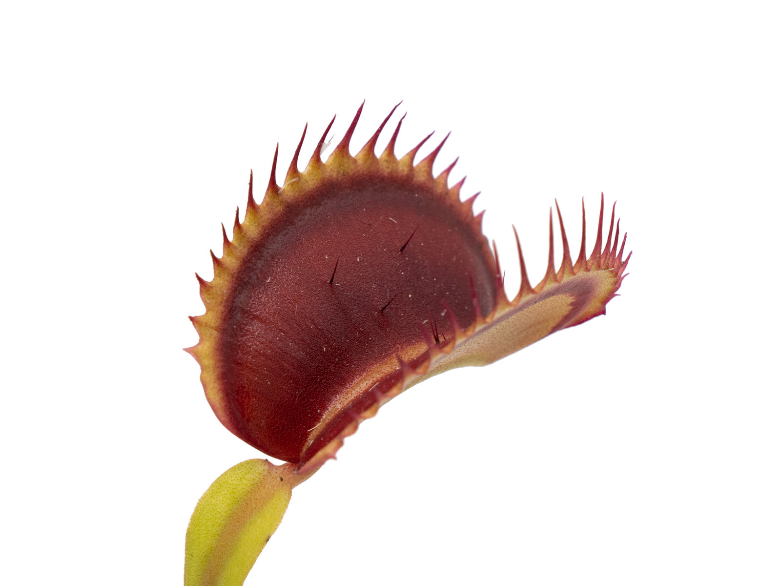 Dionaea muscipula - Sandokan
