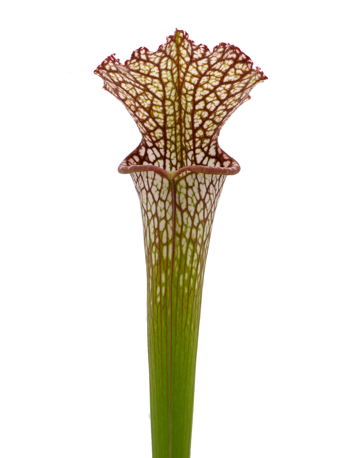 S. leucophylla - red form, Dr. Eberhad König, Clone B