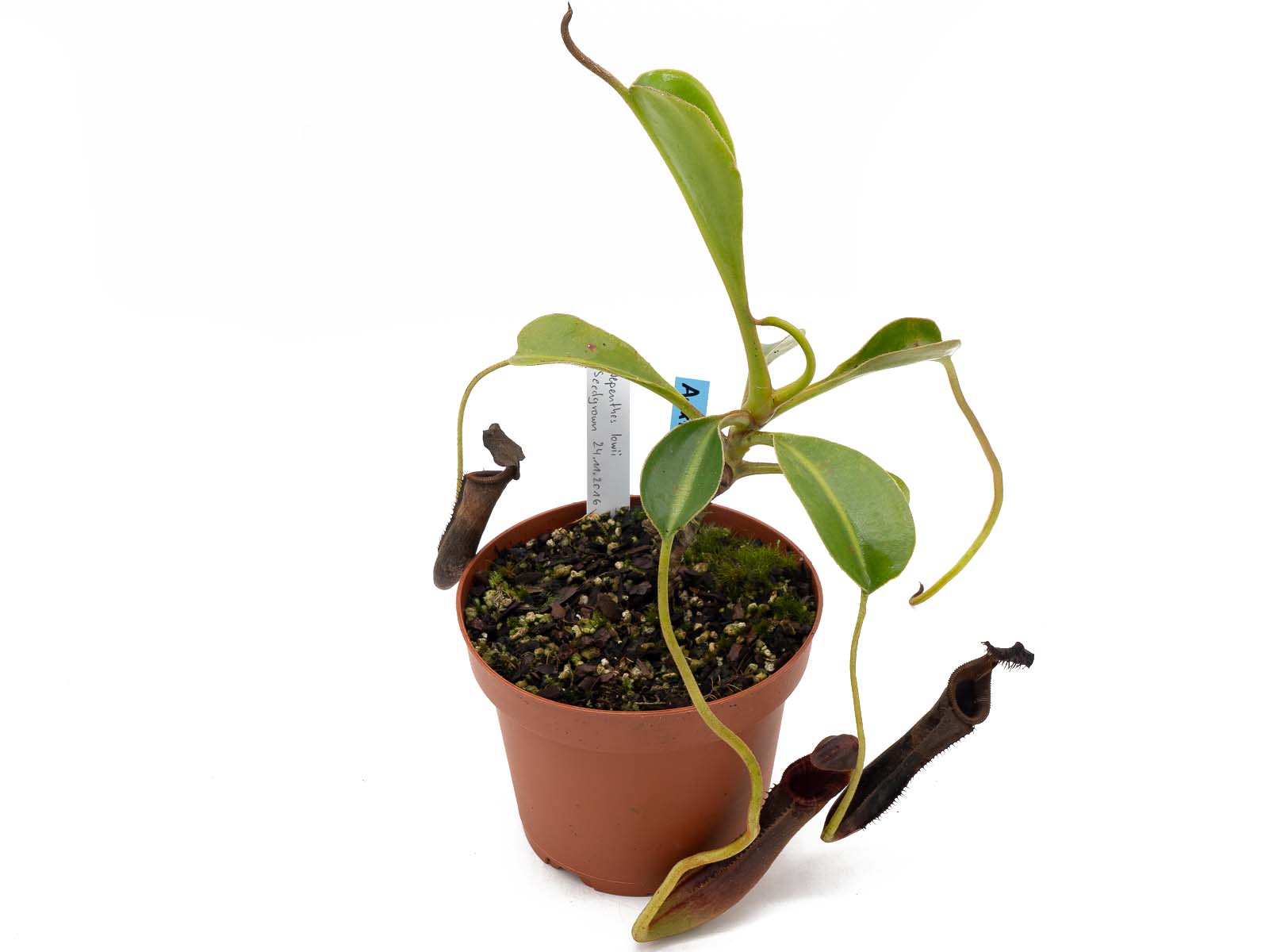 Auktion 060 - Nepenthes lowii